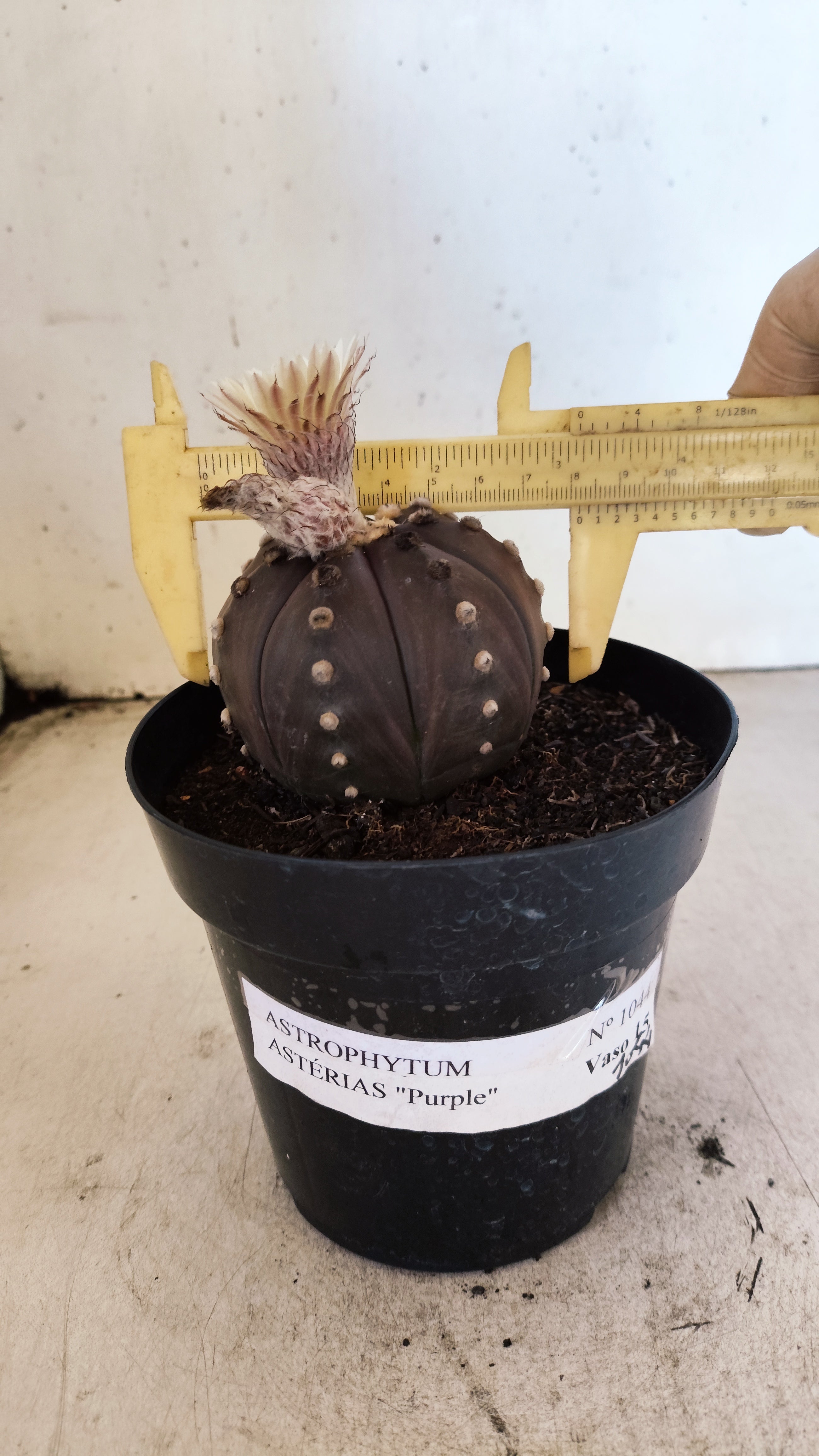 MATRIZ ASTROPHYTUM ASTERIAS “Purple”  Akabana  Nº 1044 – vaso 15