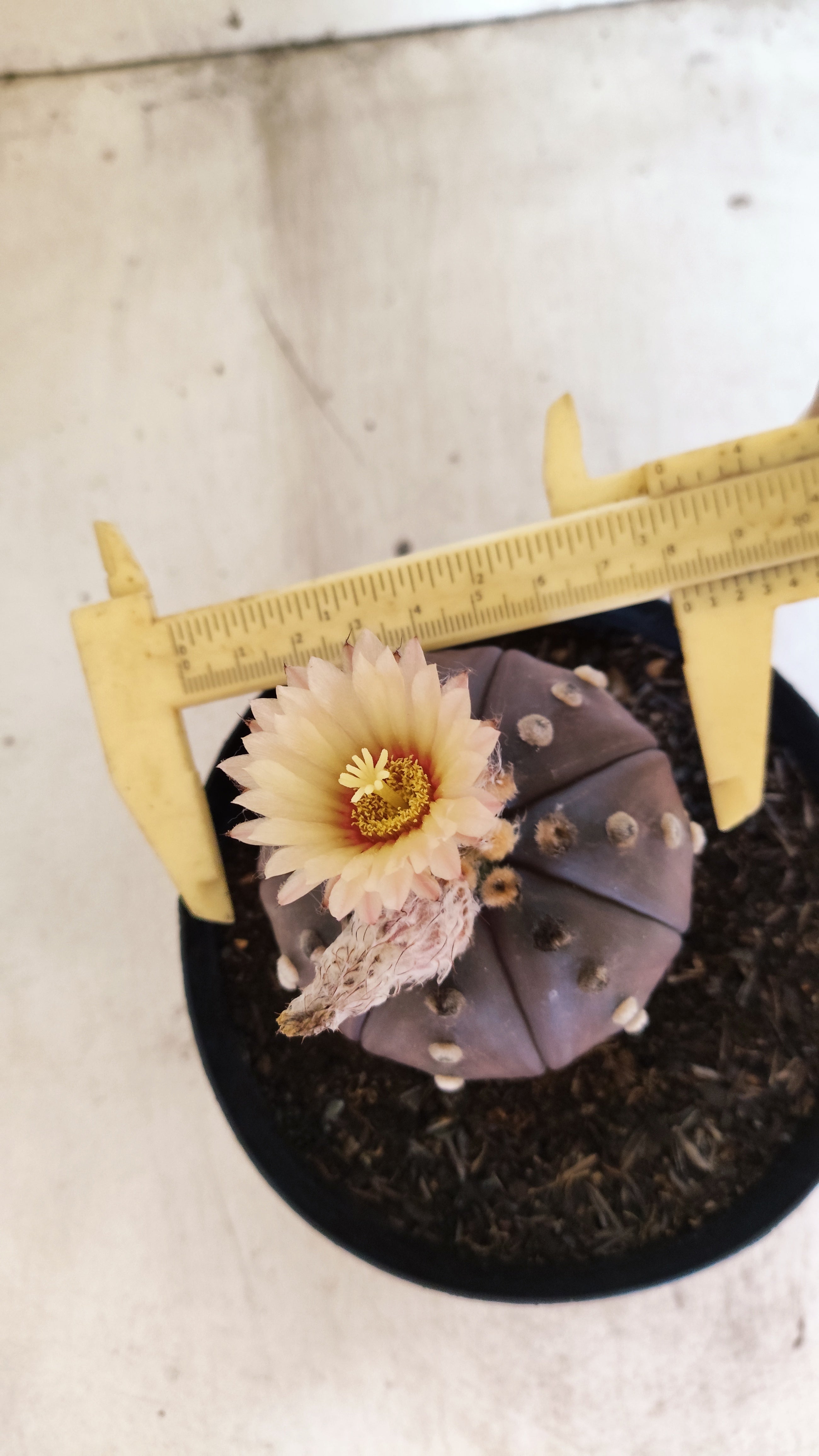 MATRIZ ASTROPHYTUM ASTERIAS “Purple”  Akabana  Nº 1044 – vaso 15