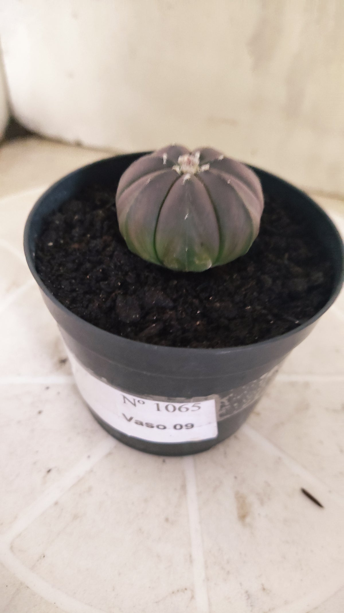 ASTROPHYTUM ASTERIAS “Purple”  Nº 1065 – vaso 09