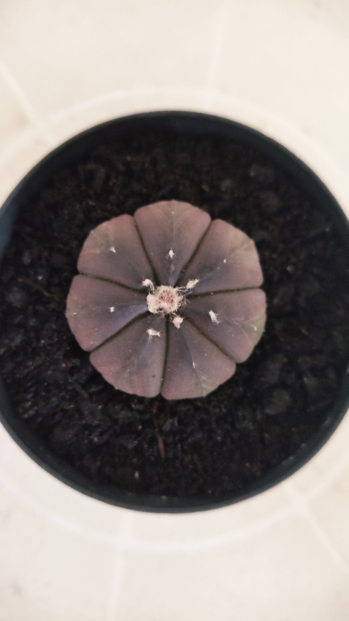 ASTROPHYTUM ASTERIAS “Purple”  Nº 1065 – vaso 09