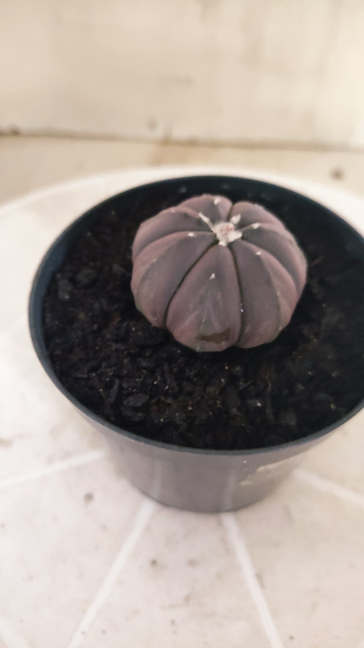 ASTROPHYTUM ASTERIAS “Purple”  Nº 1065 – vaso 09