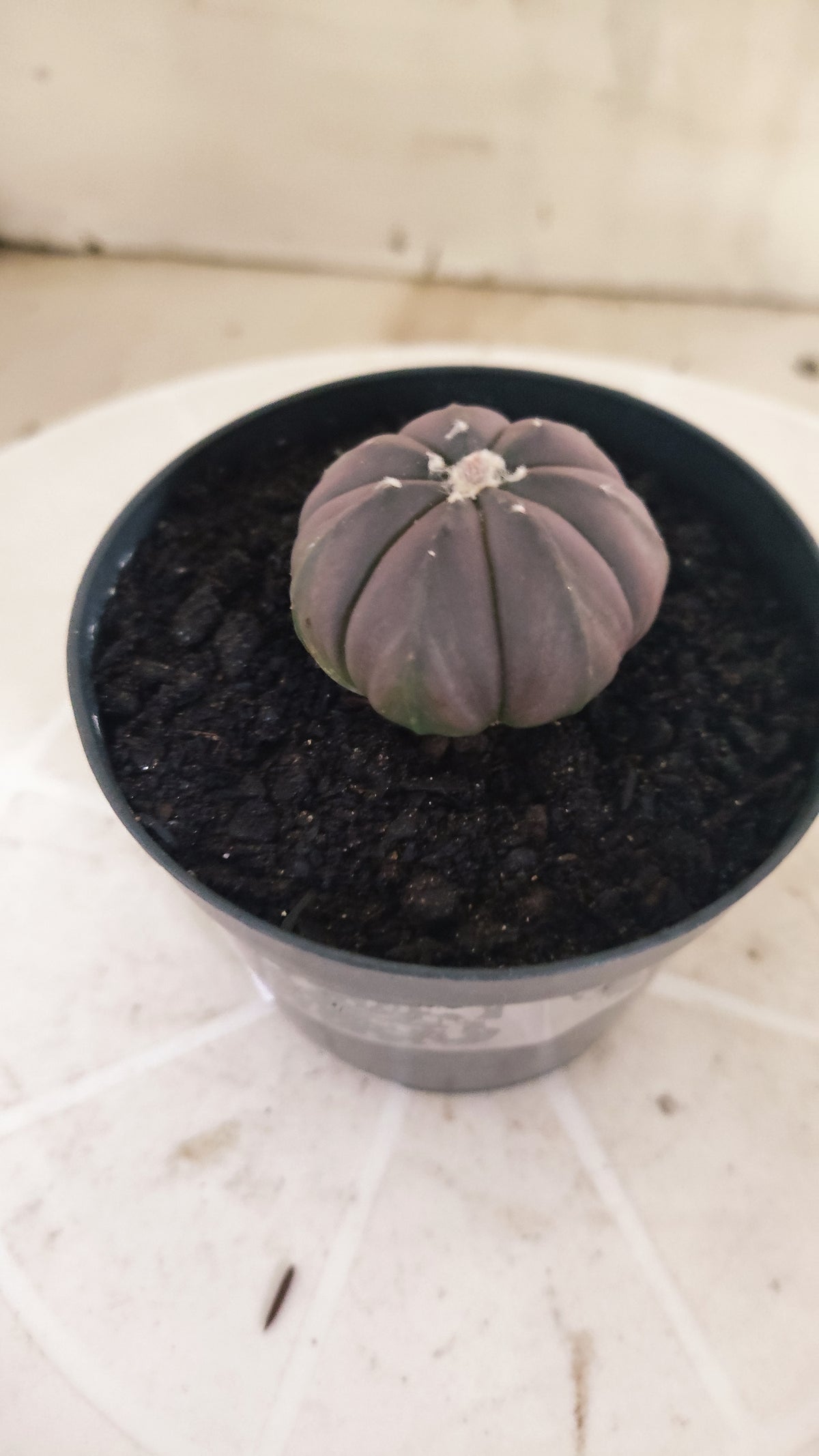 ASTROPHYTUM ASTERIAS “Purple”  Nº 1065 – vaso 09