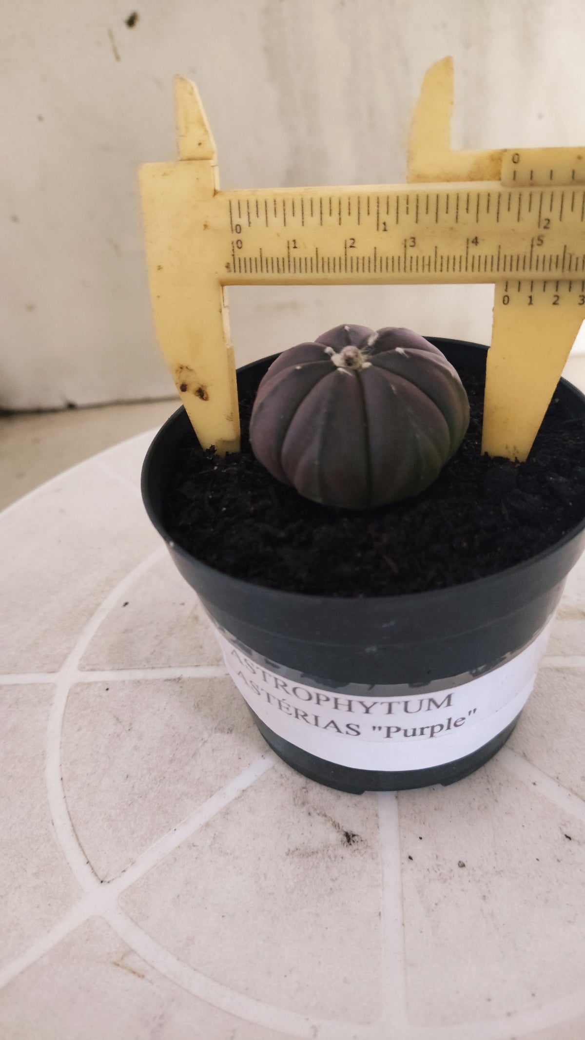 ASTROPHYTUM ASTERIAS “Purple”  Nº 1065 – vaso 09