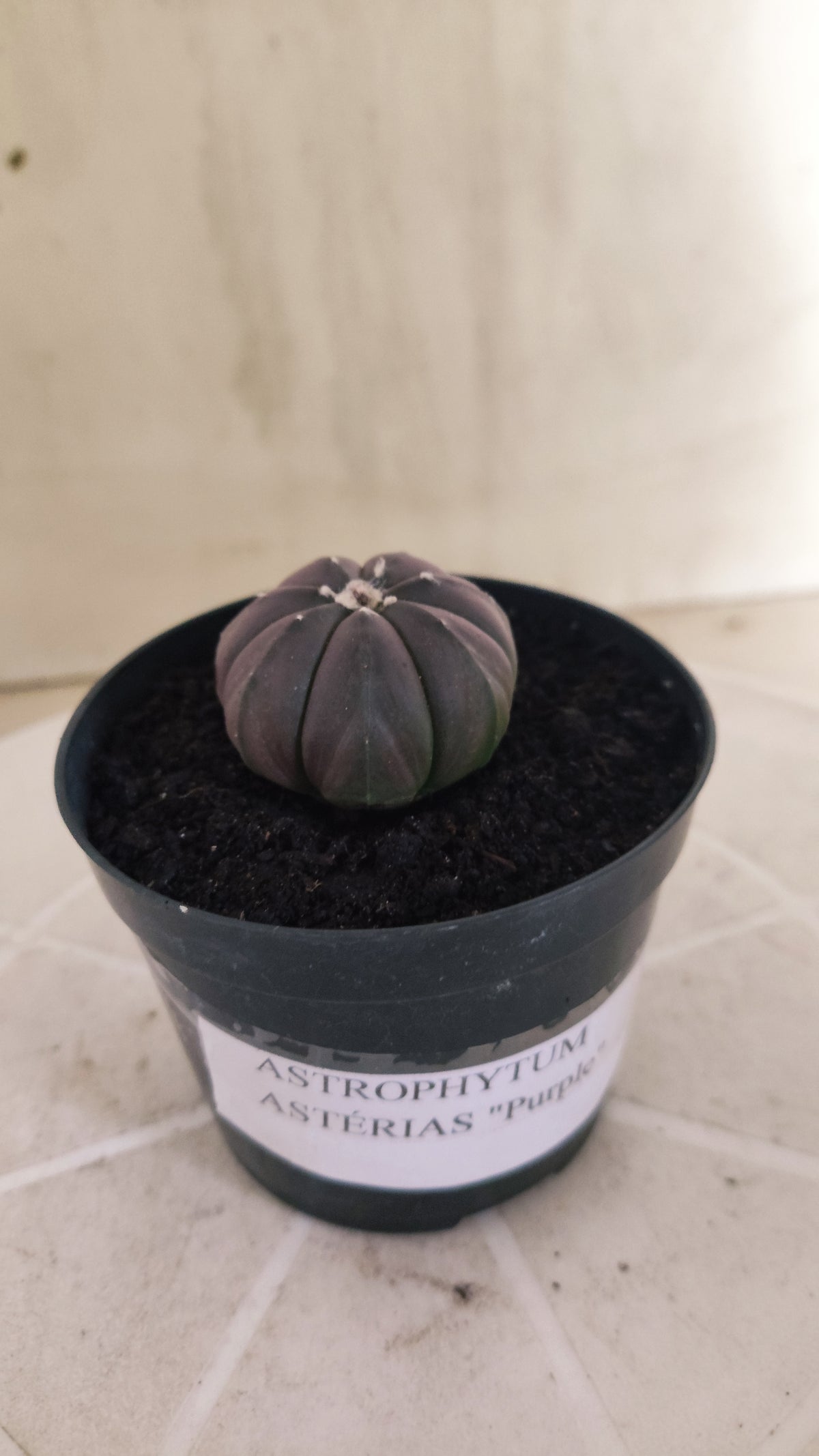 ASTROPHYTUM ASTERIAS “Purple”  Nº 1066 – vaso 09