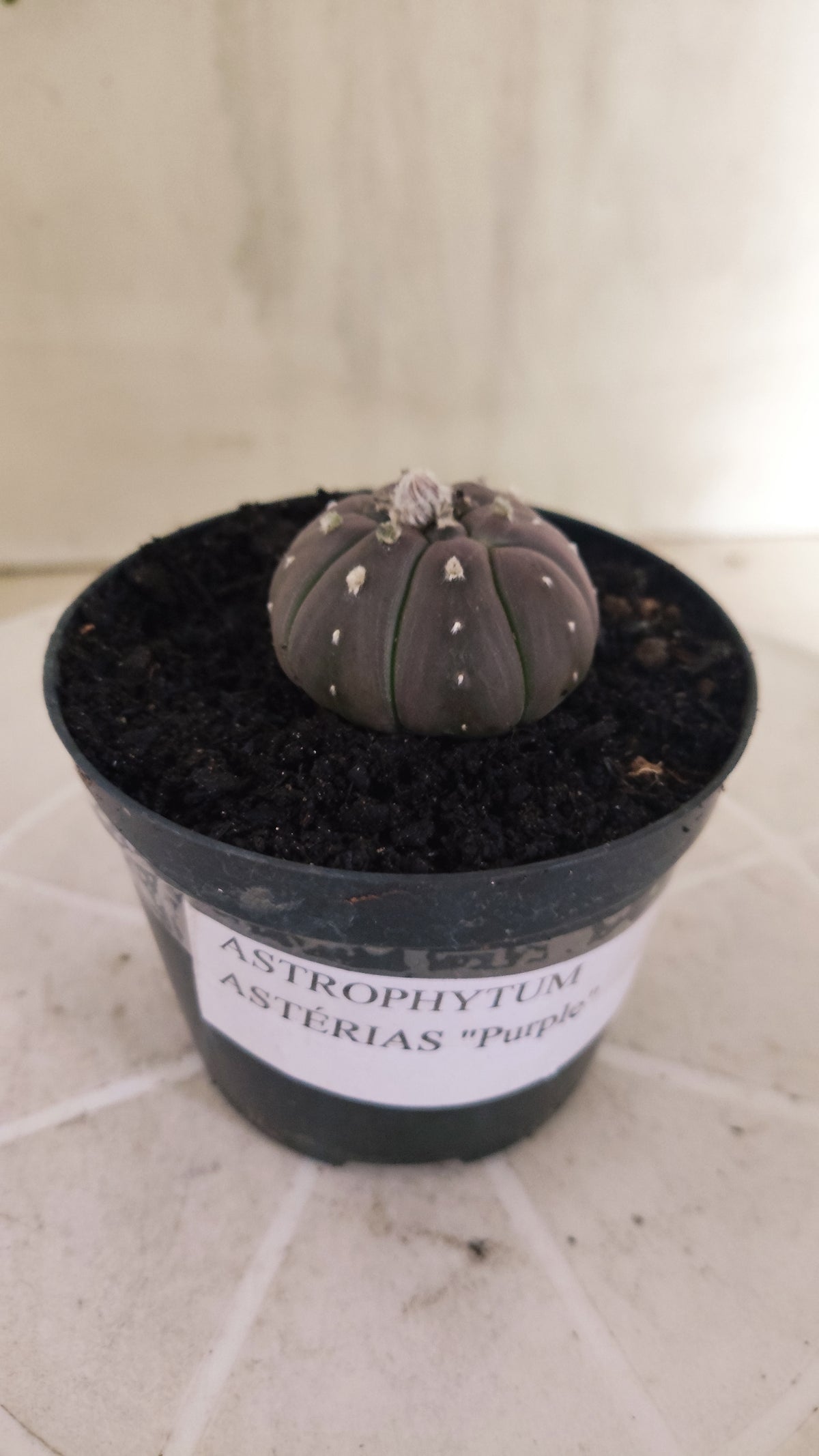 ASTROPHYTUM ASTERIAS “Purple”  Nº 1066 – vaso 09