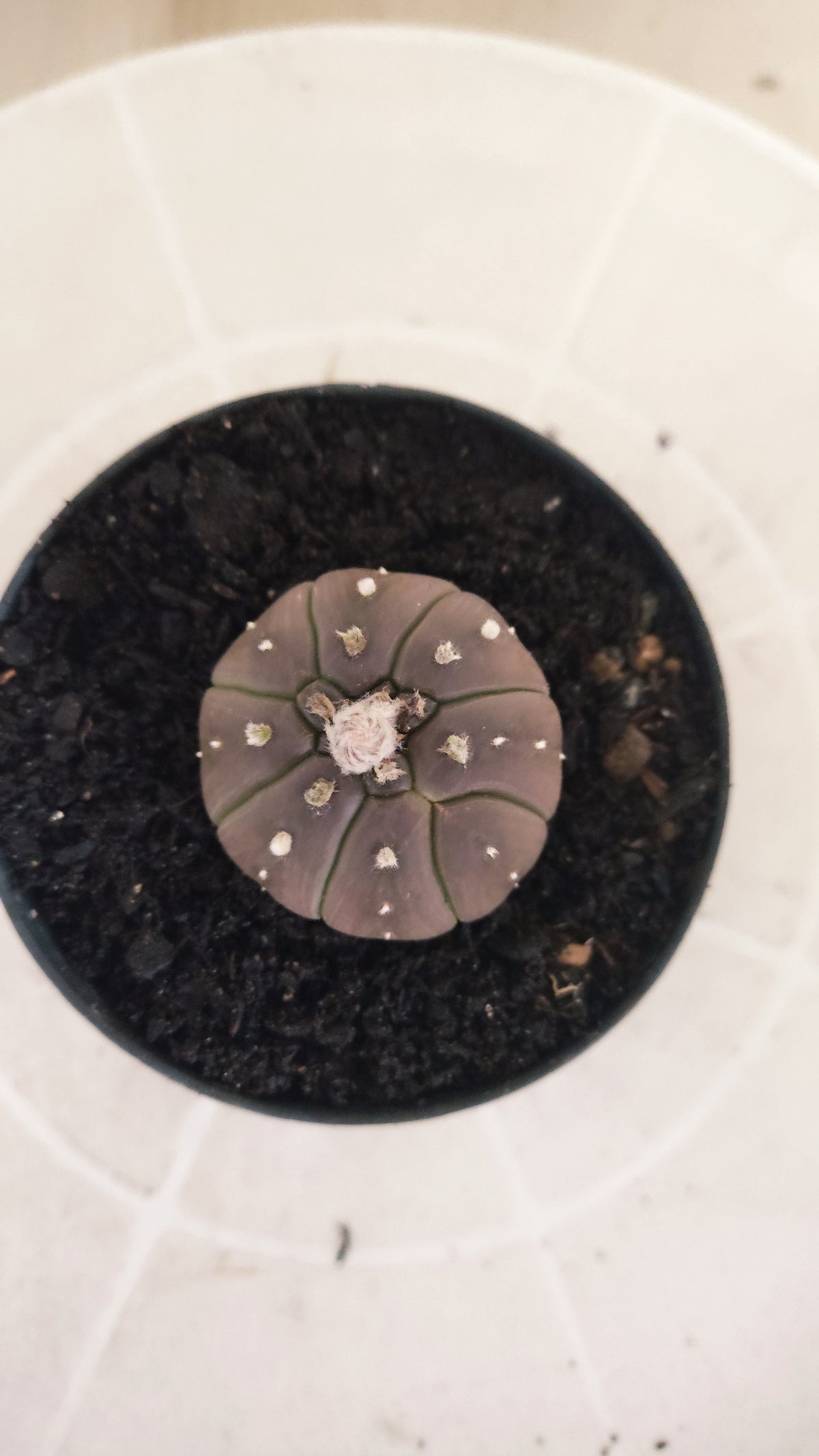 ASTROPHYTUM ASTERIAS “Purple”  Nº 1066 – vaso 09
