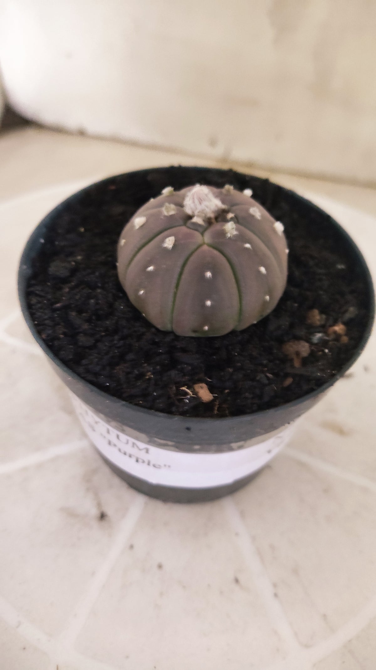 ASTROPHYTUM ASTERIAS “Purple”  Nº 1066 – vaso 09
