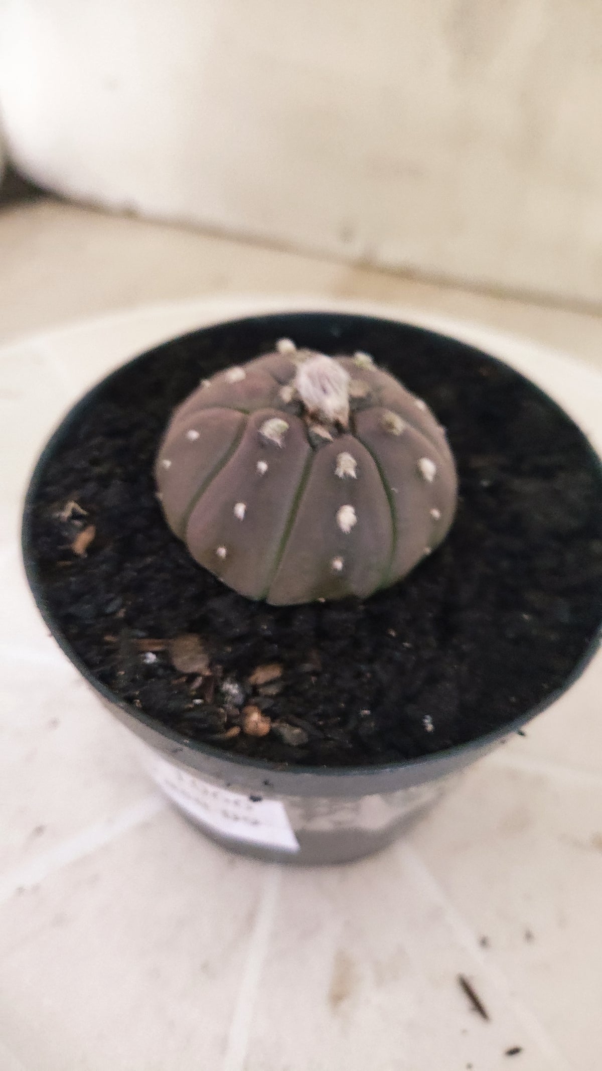 ASTROPHYTUM ASTERIAS “Purple”  Nº 1066 – vaso 09