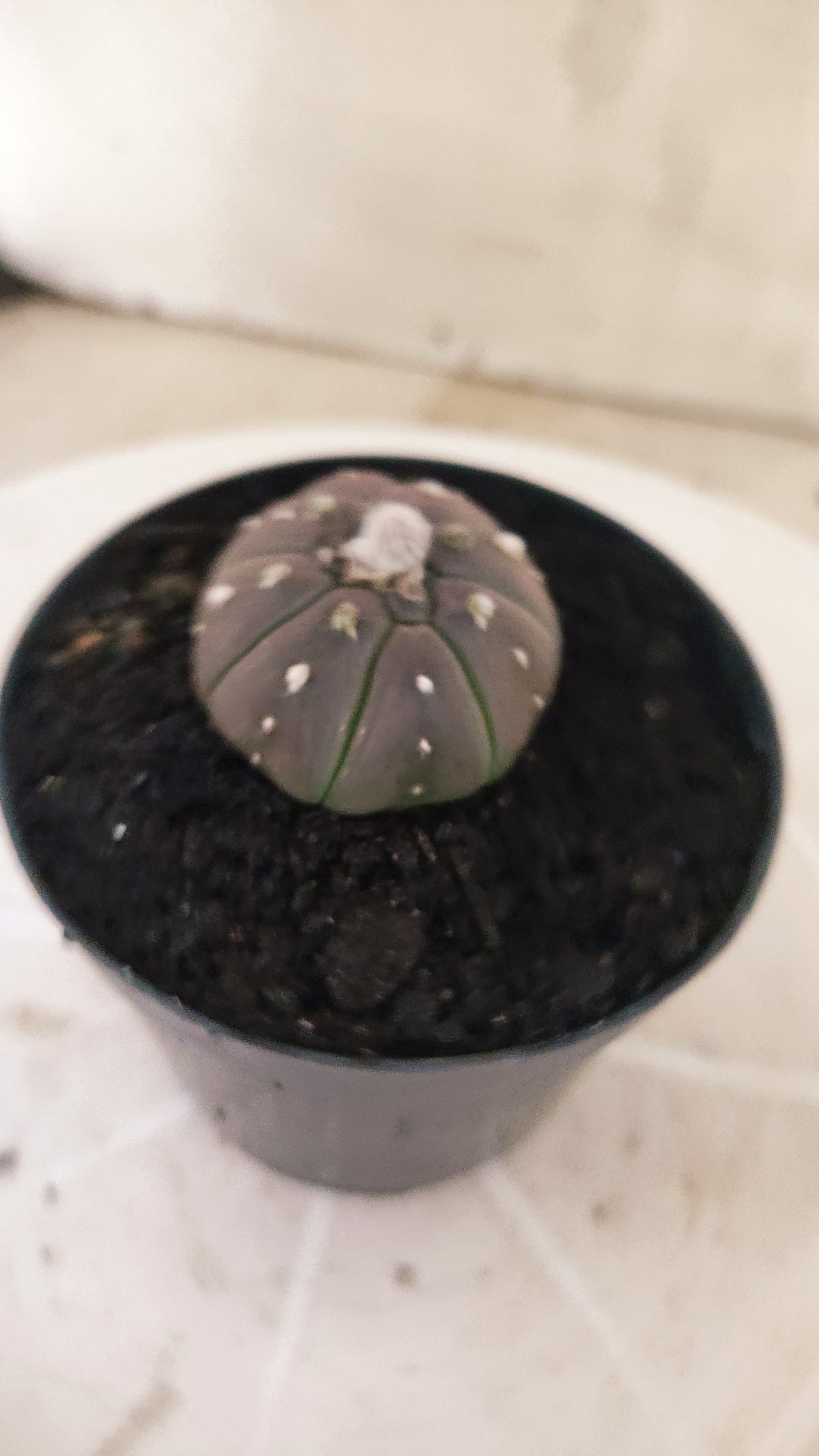 ASTROPHYTUM ASTERIAS “Purple”  Nº 1066 – vaso 09