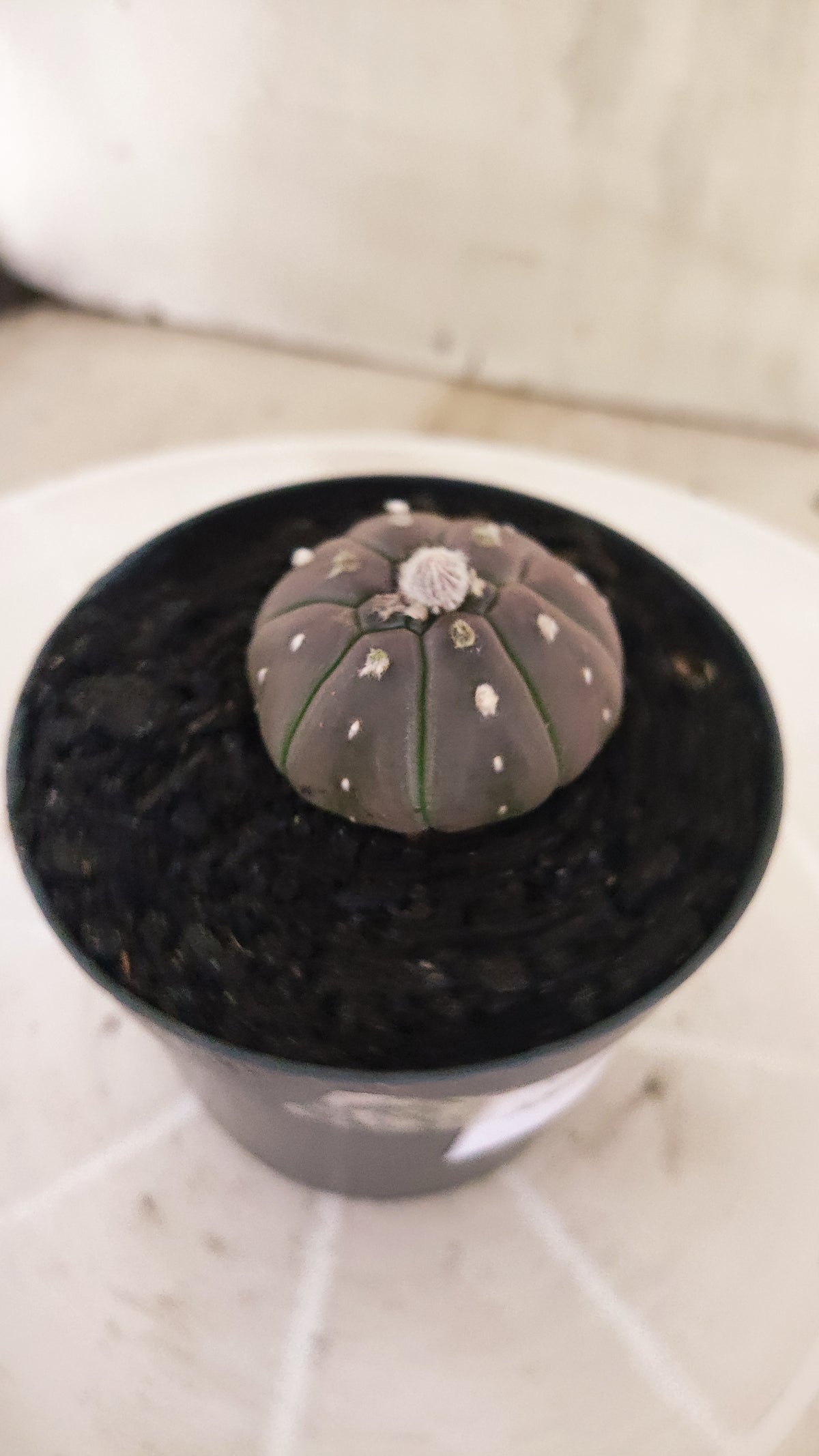 ASTROPHYTUM ASTERIAS “Purple”  Nº 1066 – vaso 09