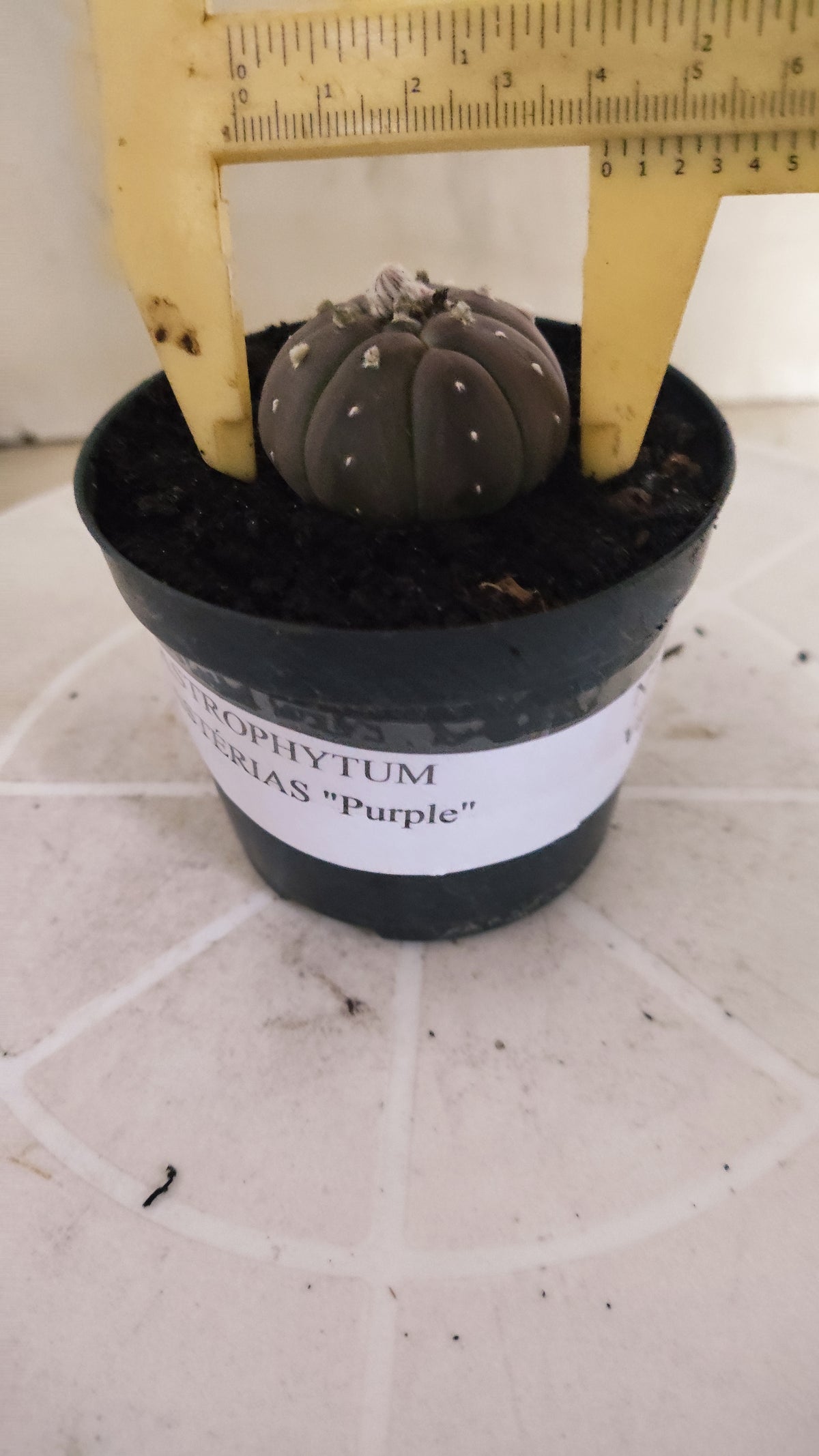 ASTROPHYTUM ASTERIAS “Purple”  Nº 1066 – vaso 09