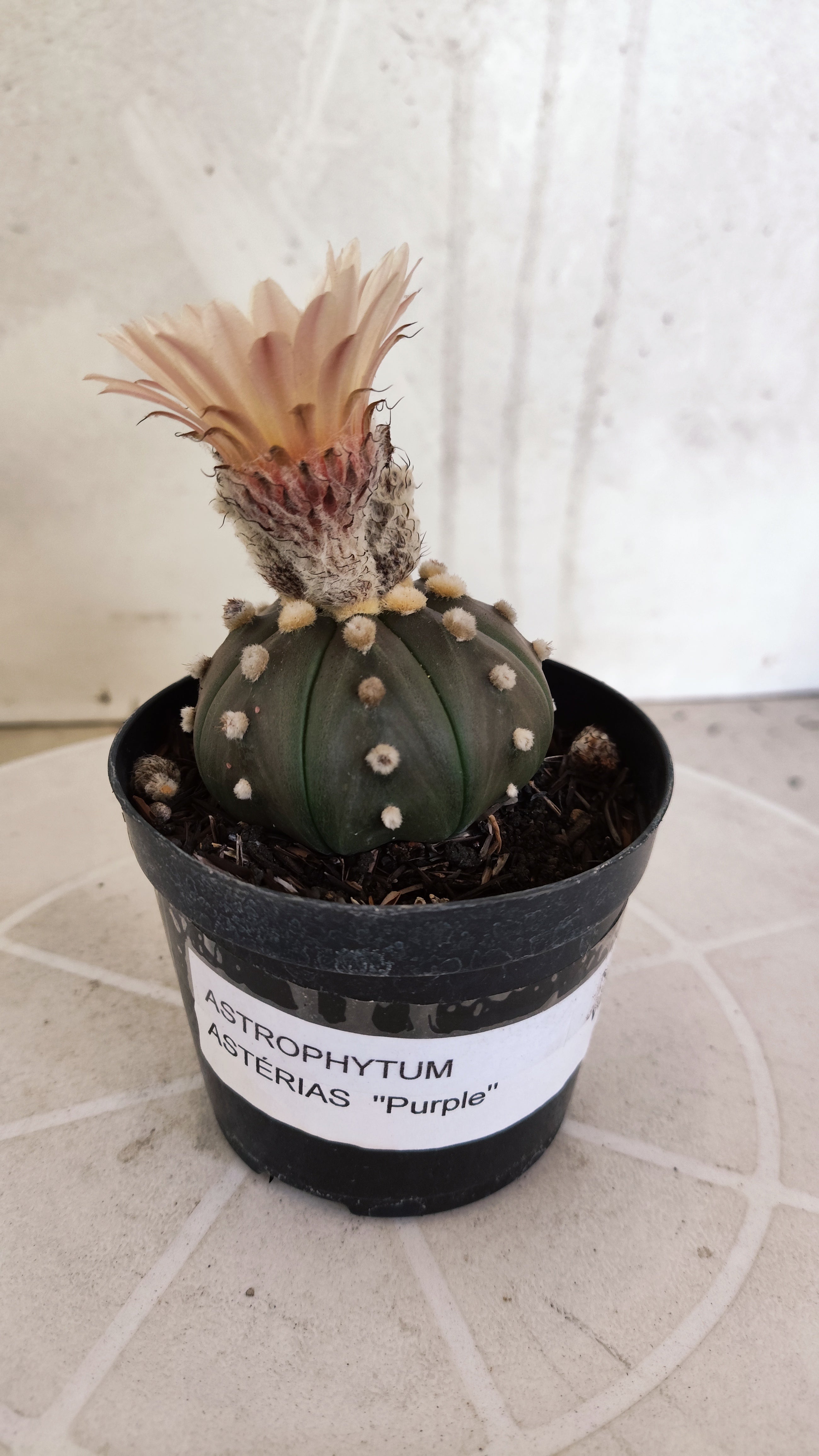 ASTROPHYTUM ASTERIAS “Purple - Akabana”  Nº 1135 – vaso 09
