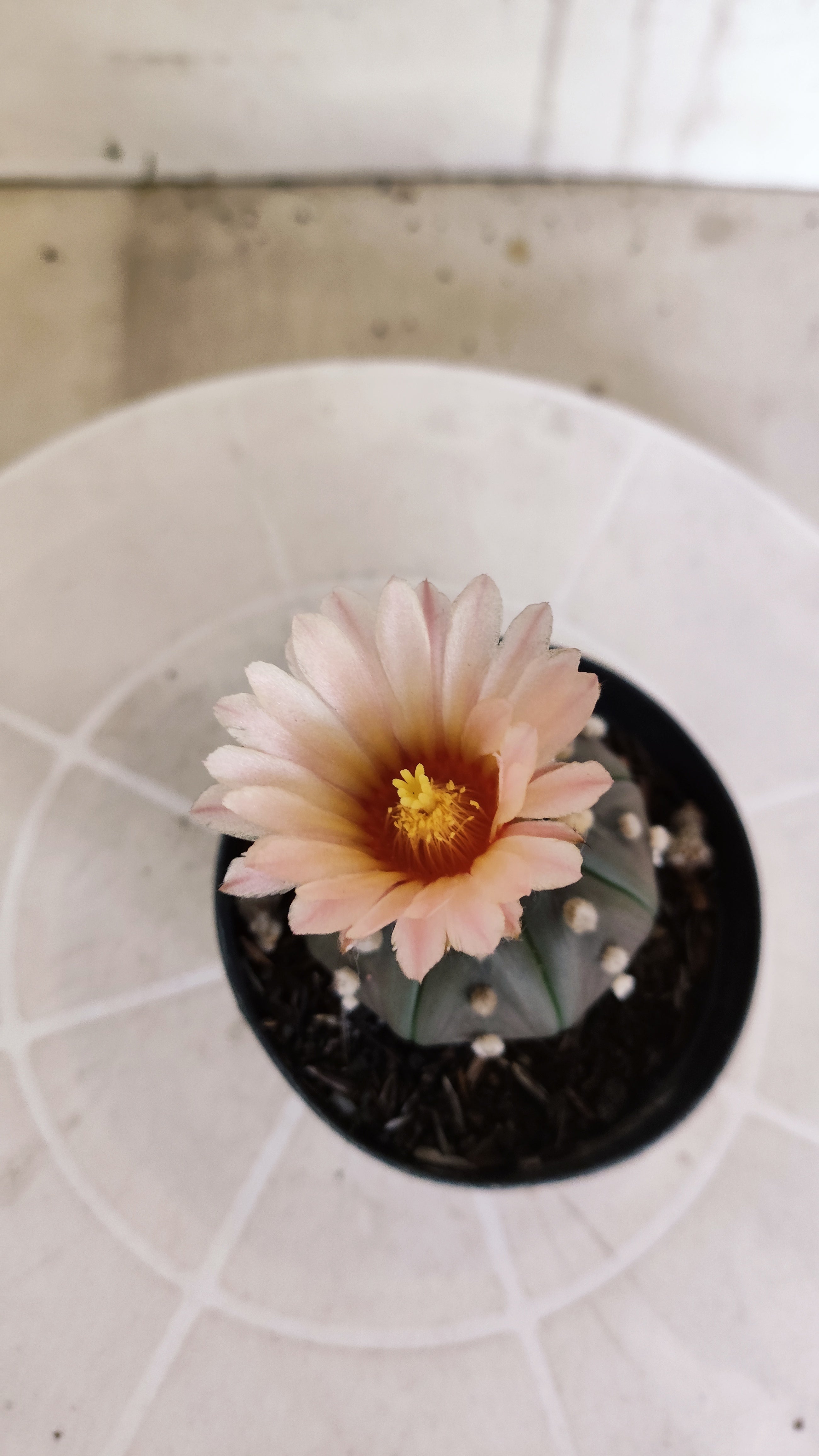 ASTROPHYTUM ASTERIAS “Purple - Akabana”  Nº 1135 – vaso 09