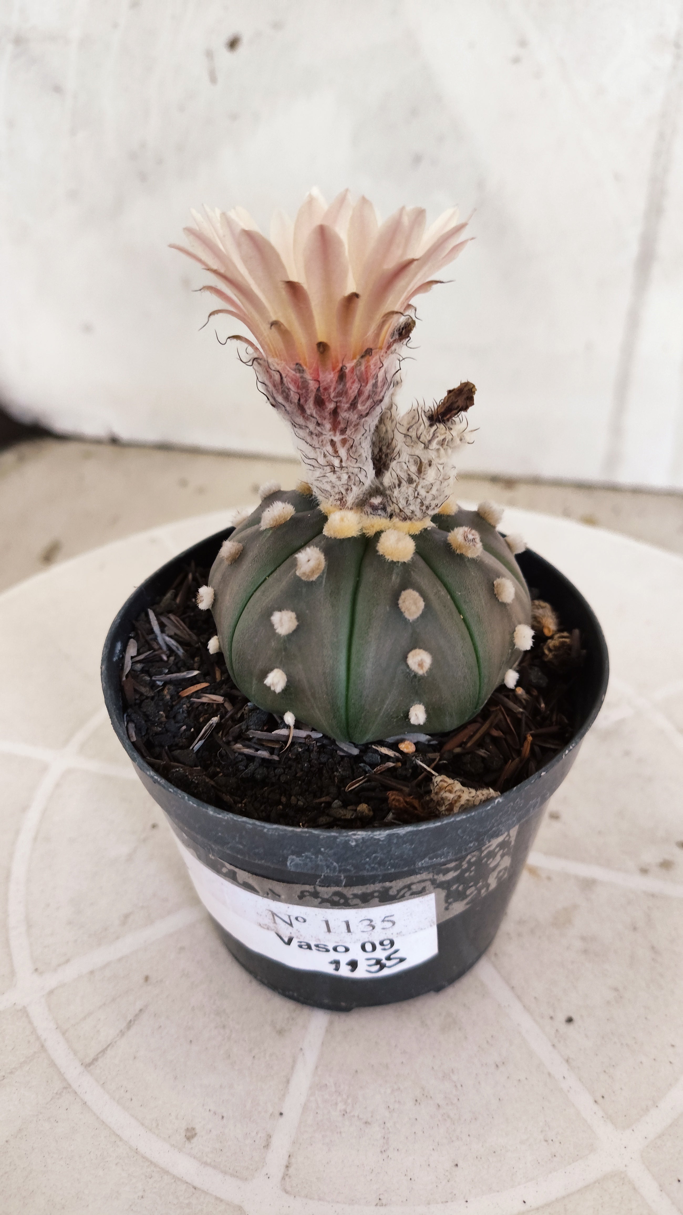 ASTROPHYTUM ASTERIAS “Purple - Akabana”  Nº 1135 – vaso 09
