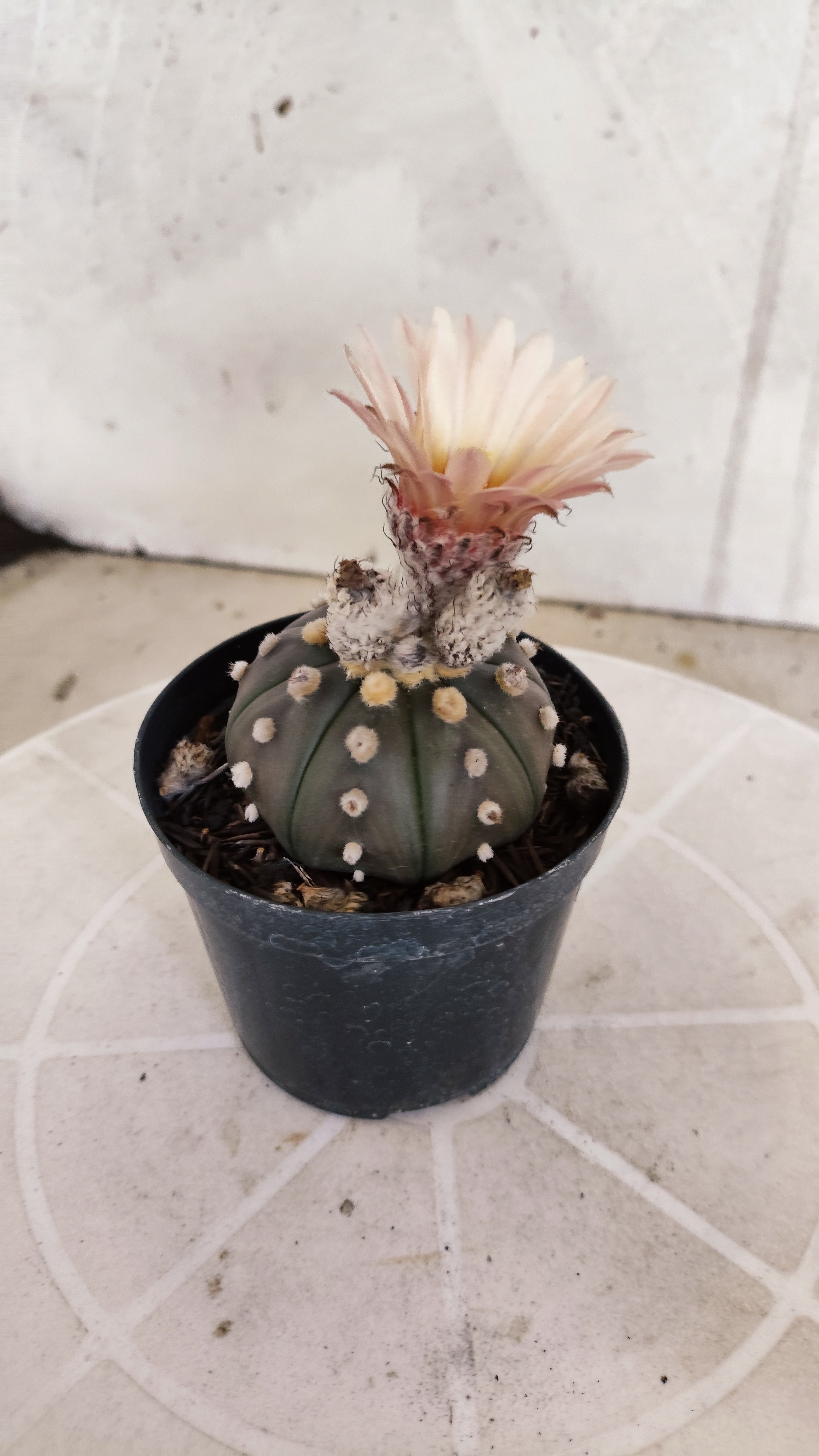 ASTROPHYTUM ASTERIAS “Purple - Akabana”  Nº 1135 – vaso 09