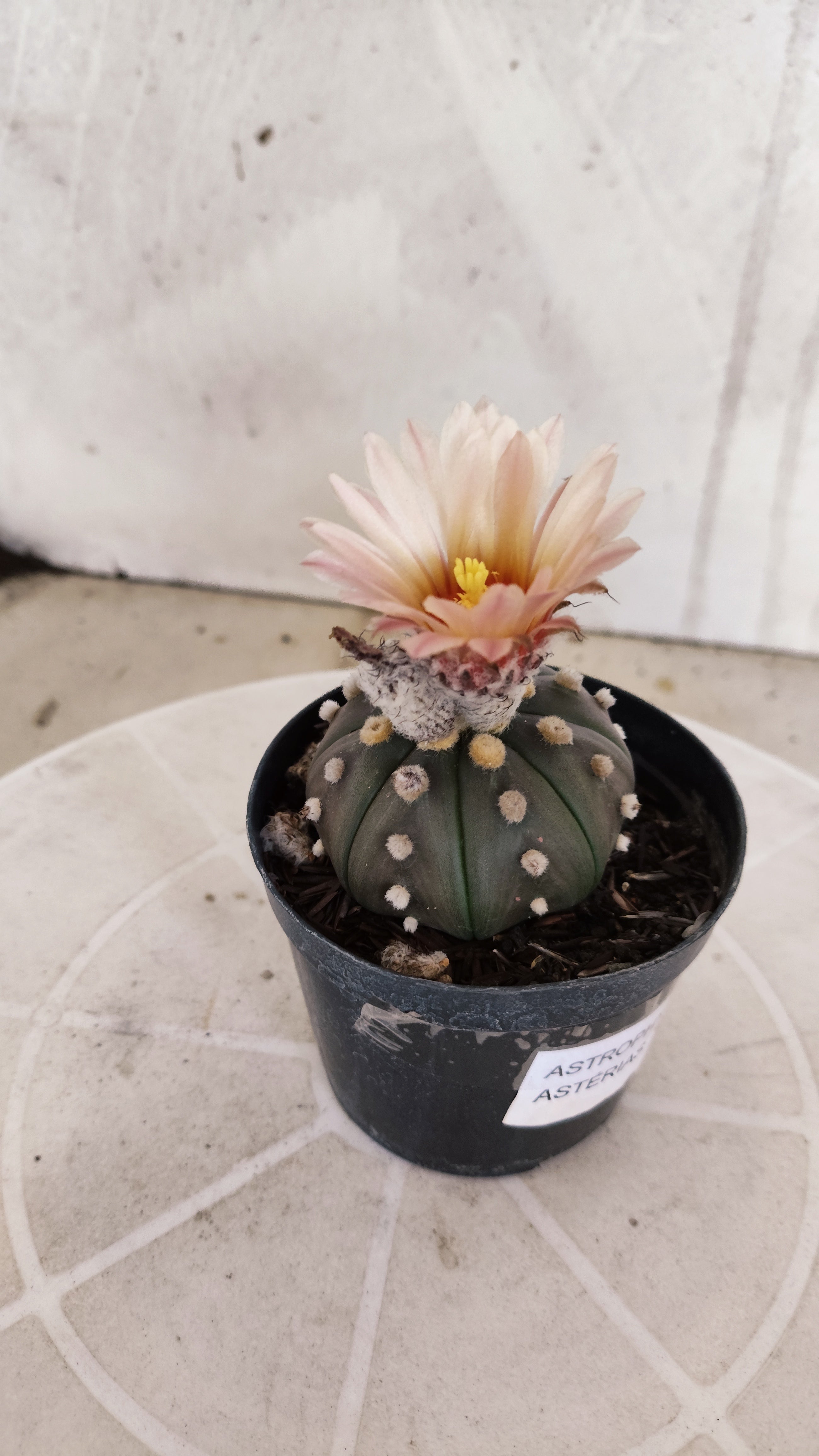 ASTROPHYTUM ASTERIAS “Purple - Akabana”  Nº 1135 – vaso 09