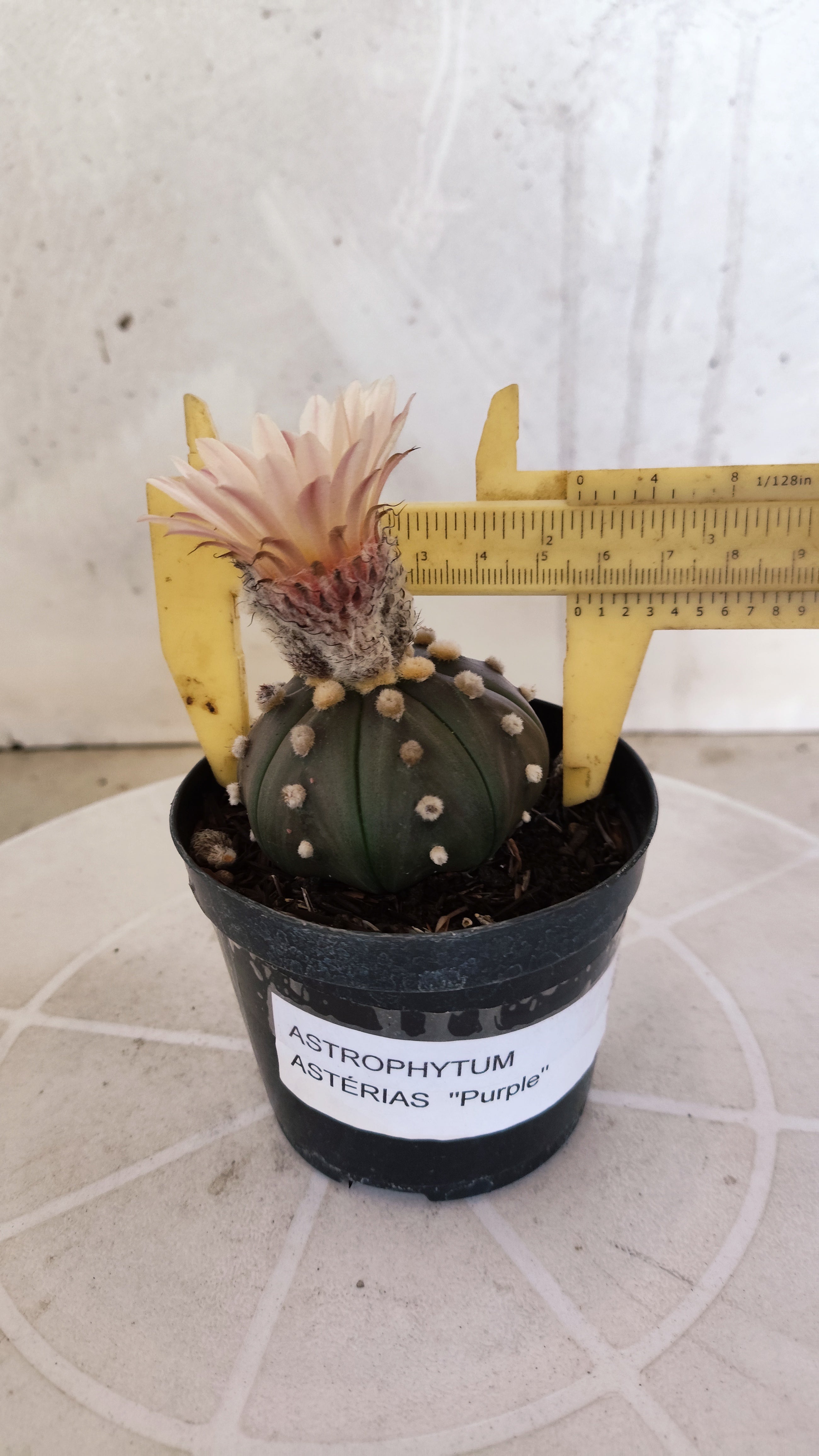 ASTROPHYTUM ASTERIAS “Purple - Akabana”  Nº 1135 – vaso 09