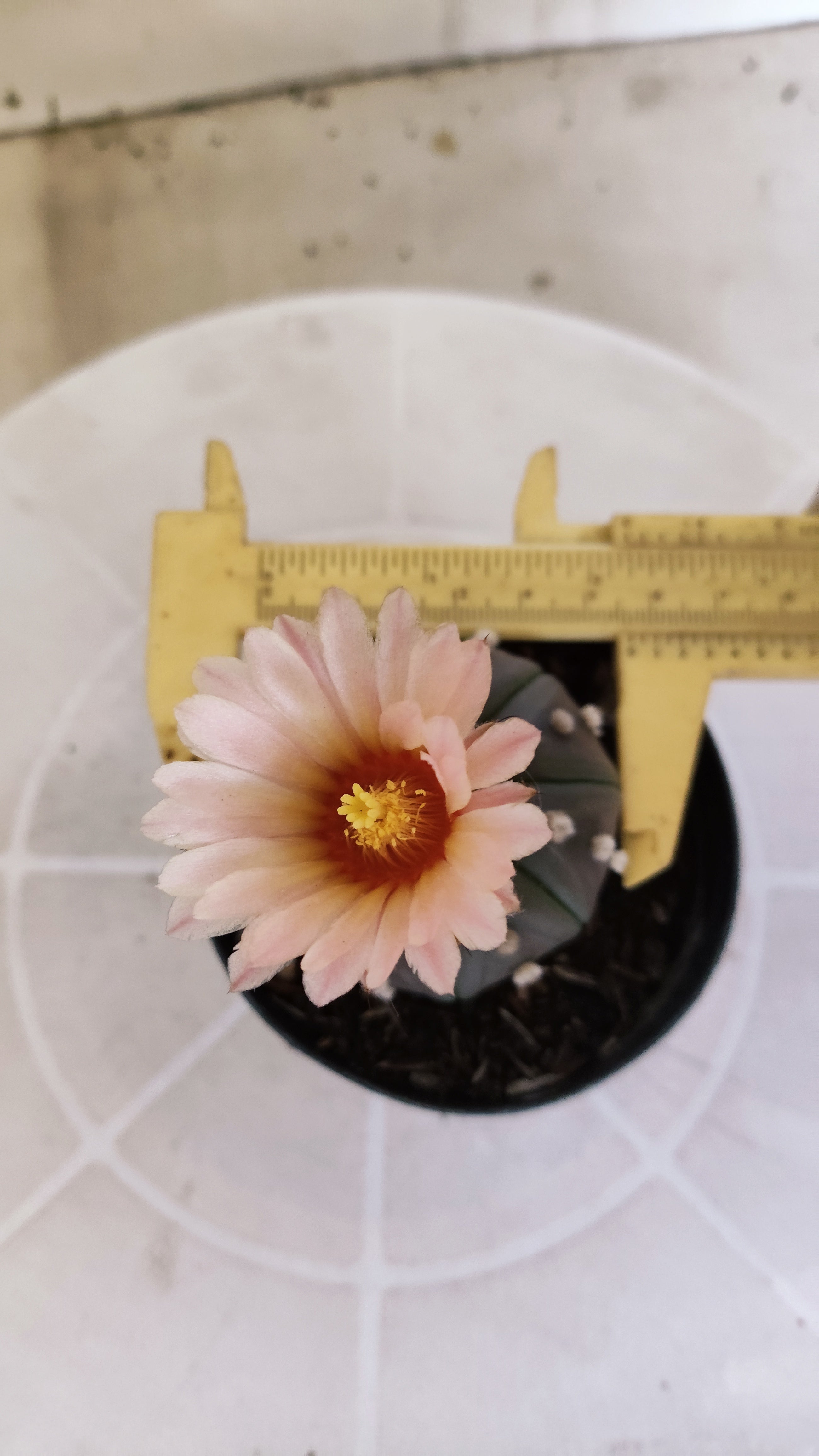 ASTROPHYTUM ASTERIAS “Purple - Akabana”  Nº 1135 – vaso 09