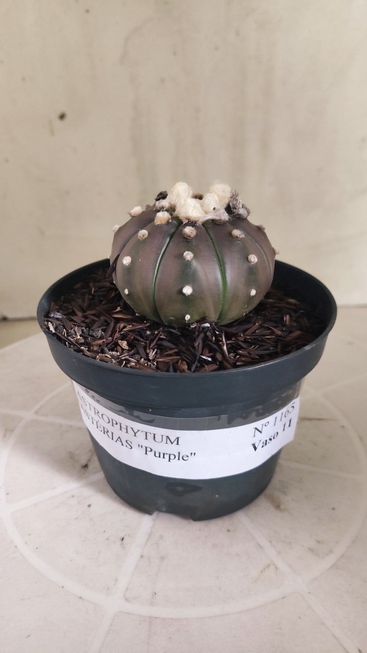 ASTROPHYTUM ASTERIAS “Purple”  Nº 1165 – vaso 11