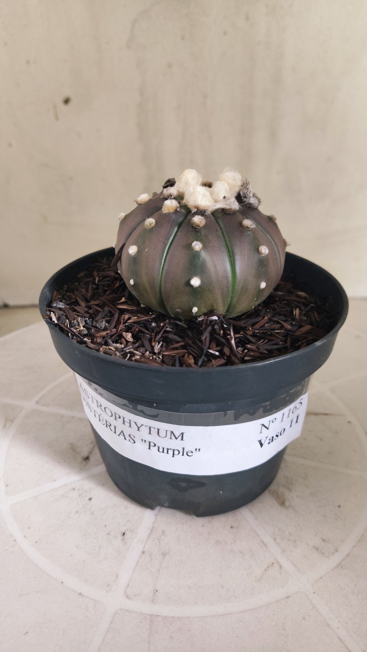 ASTROPHYTUM ASTERIAS “Purple”  Nº 1165 – vaso 11