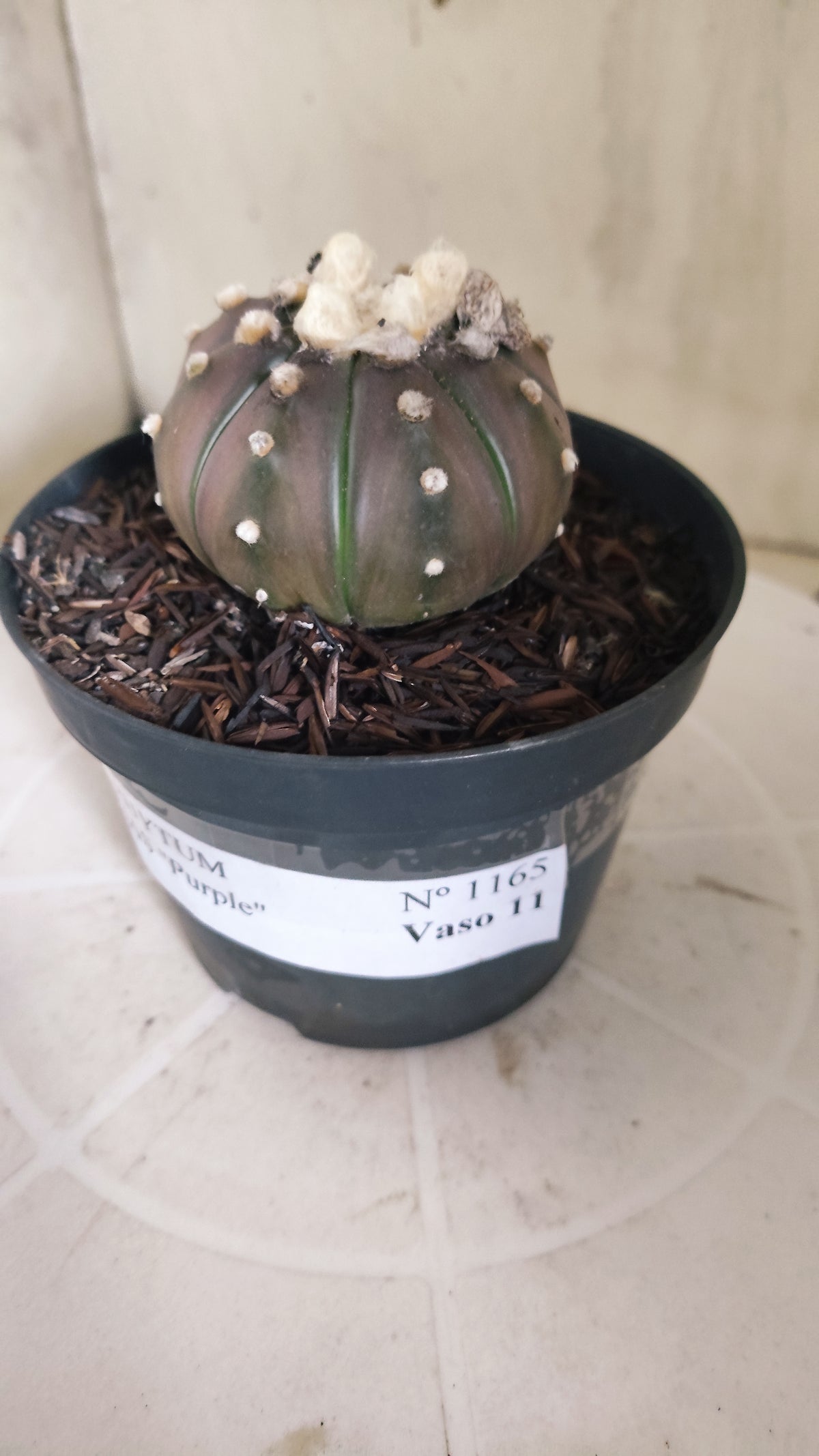 ASTROPHYTUM ASTERIAS “Purple”  Nº 1165 – vaso 11