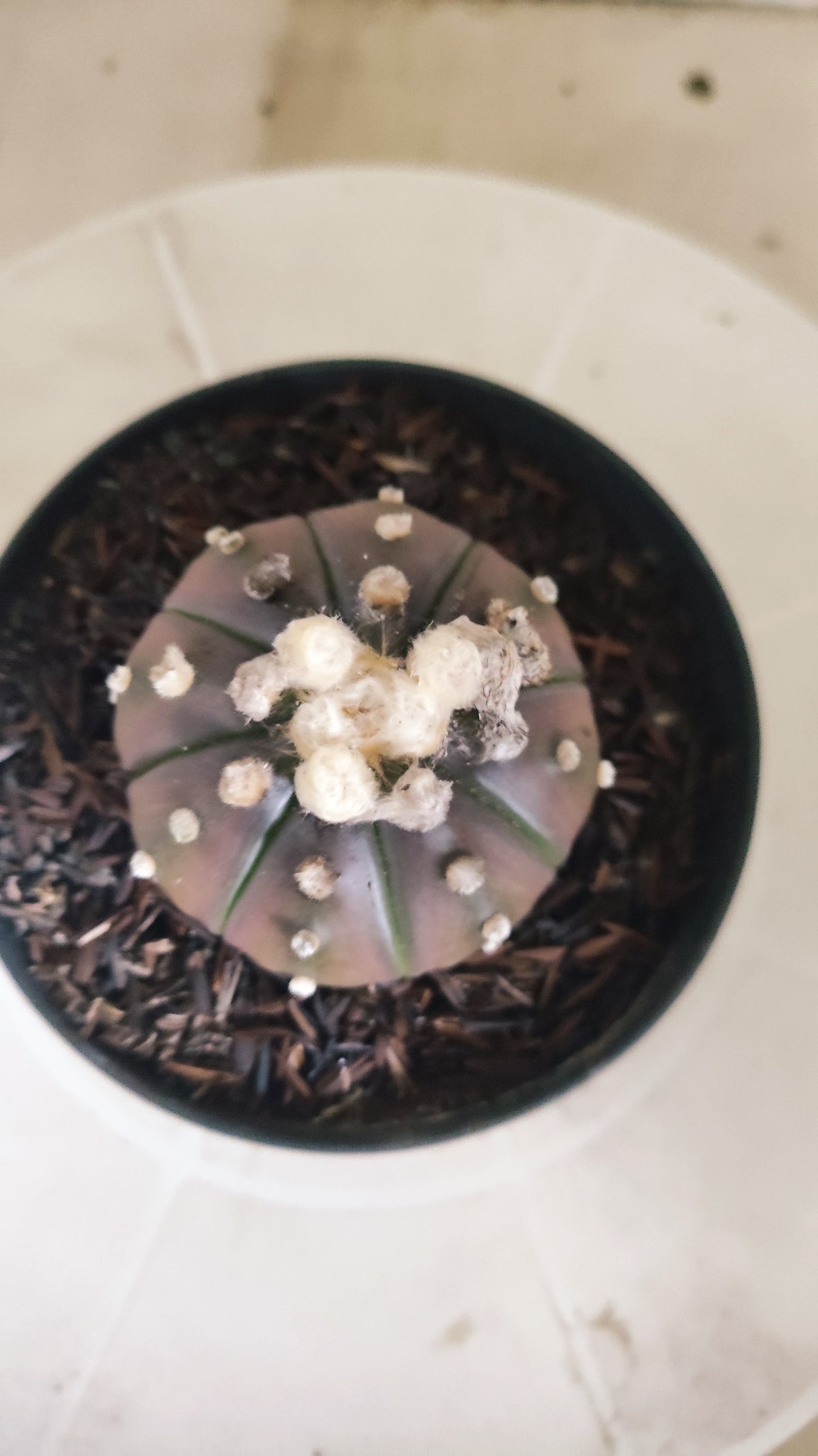 ASTROPHYTUM ASTERIAS “Purple”  Nº 1165 – vaso 11