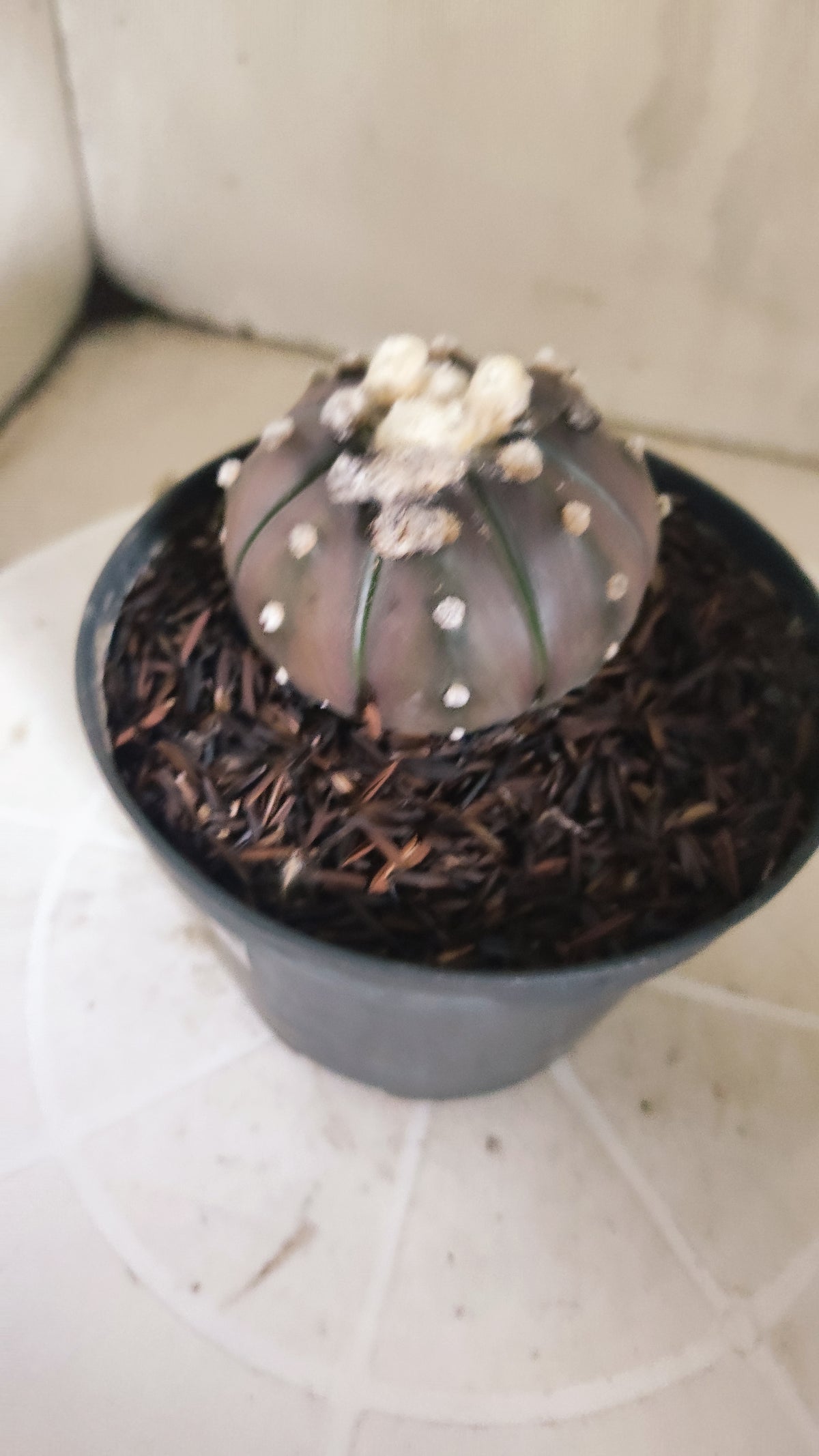ASTROPHYTUM ASTERIAS “Purple”  Nº 1165 – vaso 11
