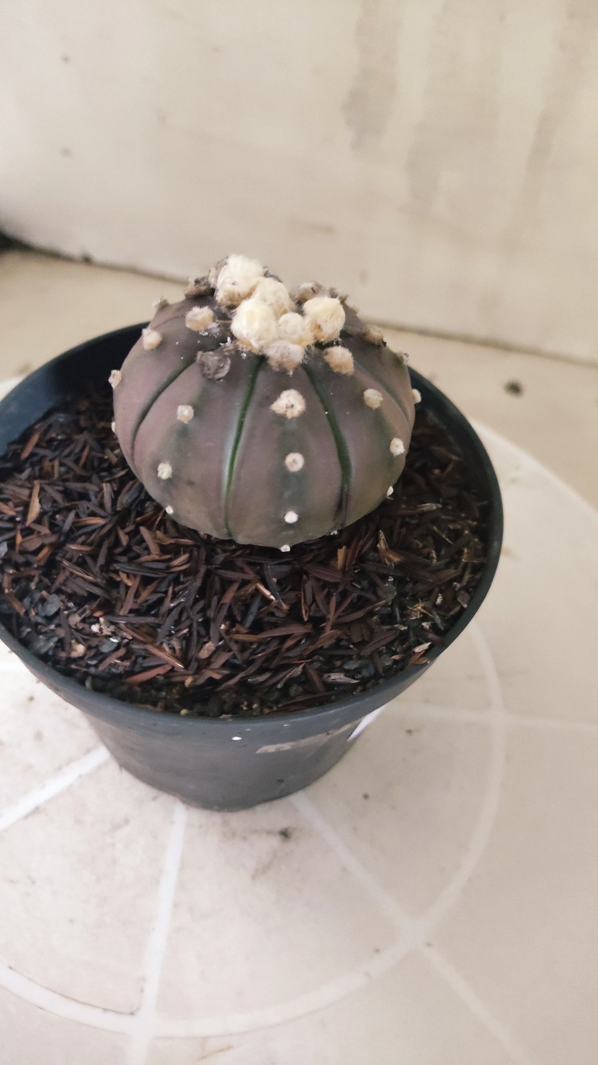 ASTROPHYTUM ASTERIAS “Purple”  Nº 1165 – vaso 11