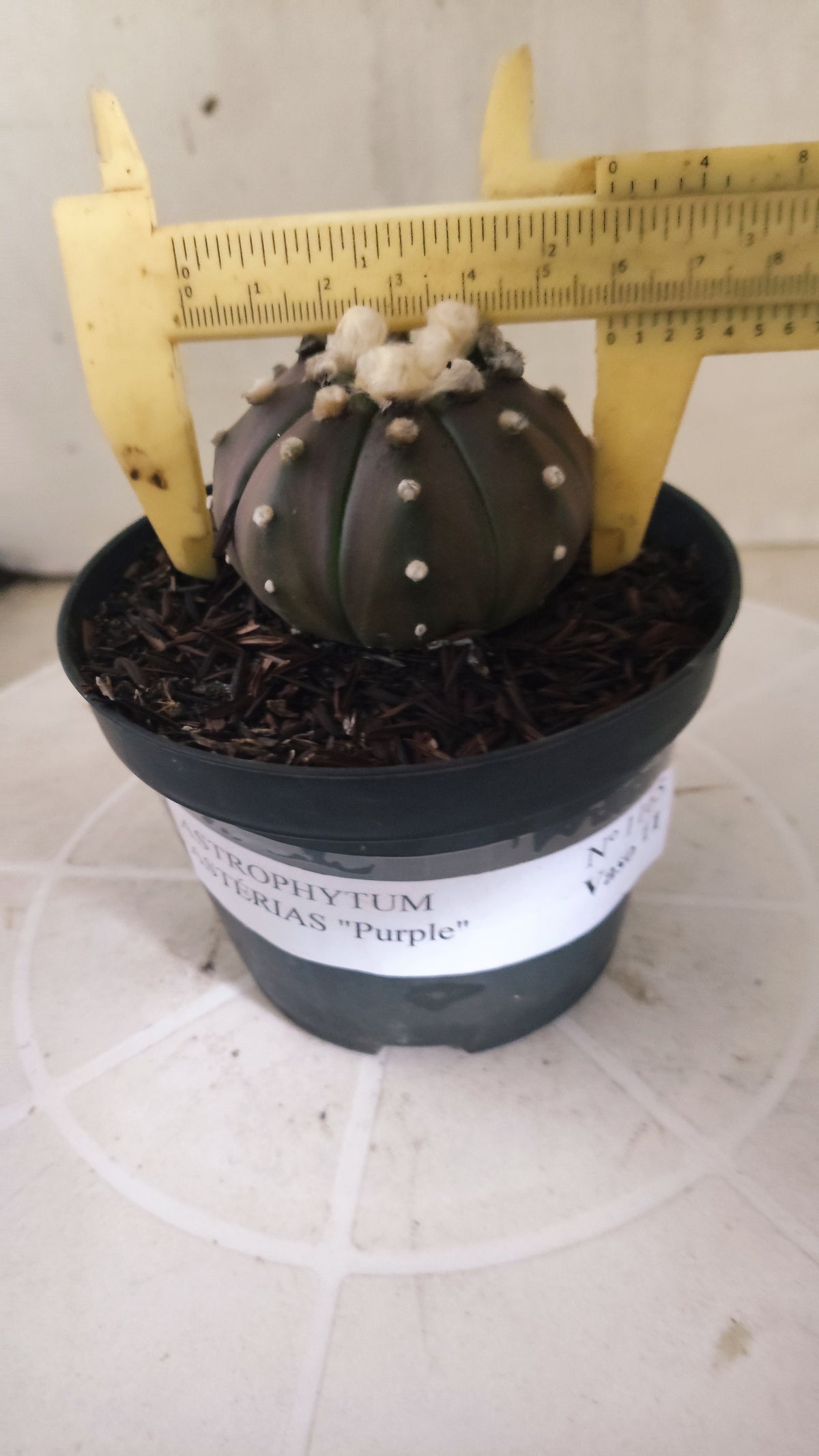 ASTROPHYTUM ASTERIAS “Purple”  Nº 1165 – vaso 11