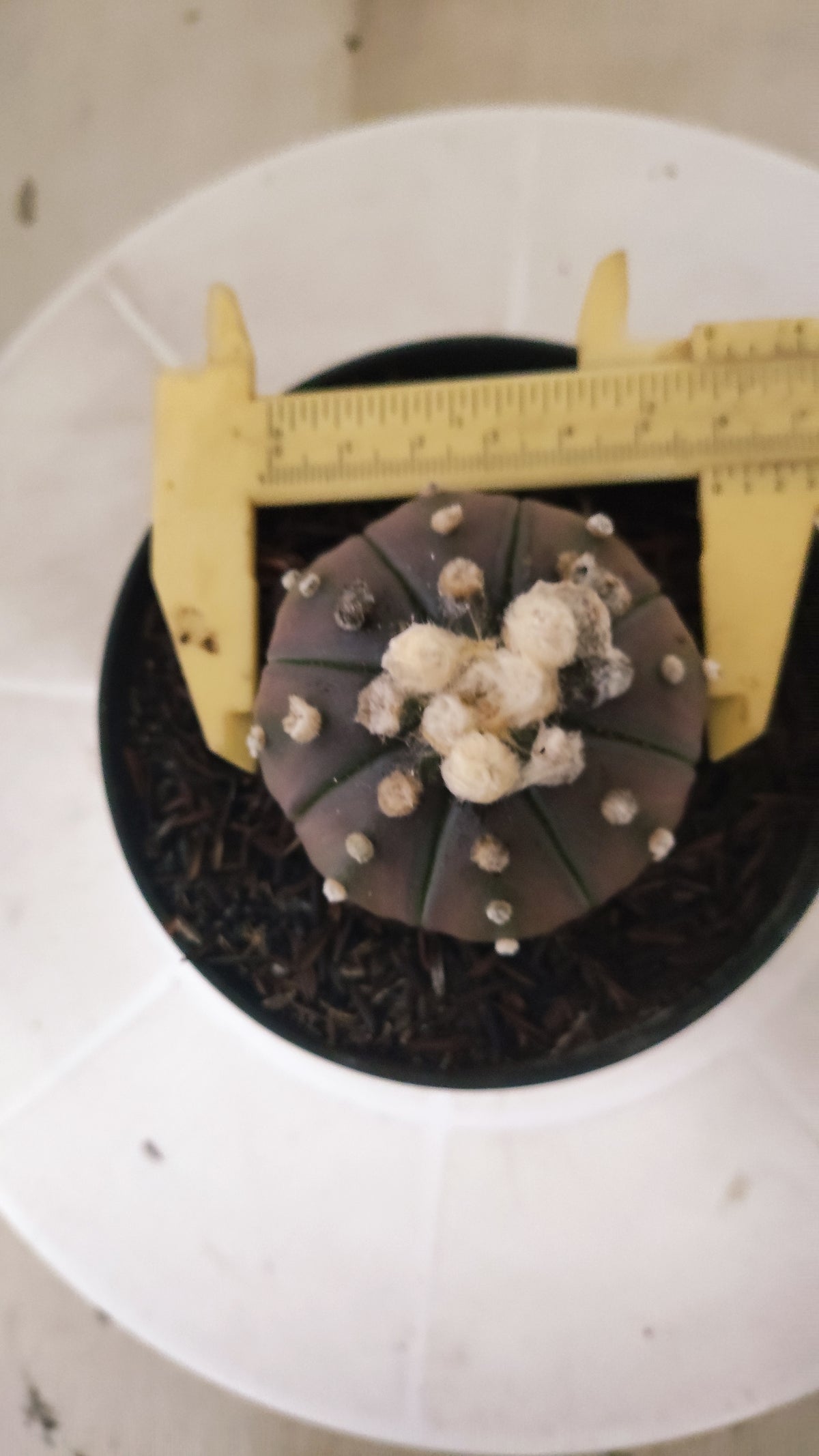ASTROPHYTUM ASTERIAS “Purple”  Nº 1165 – vaso 11