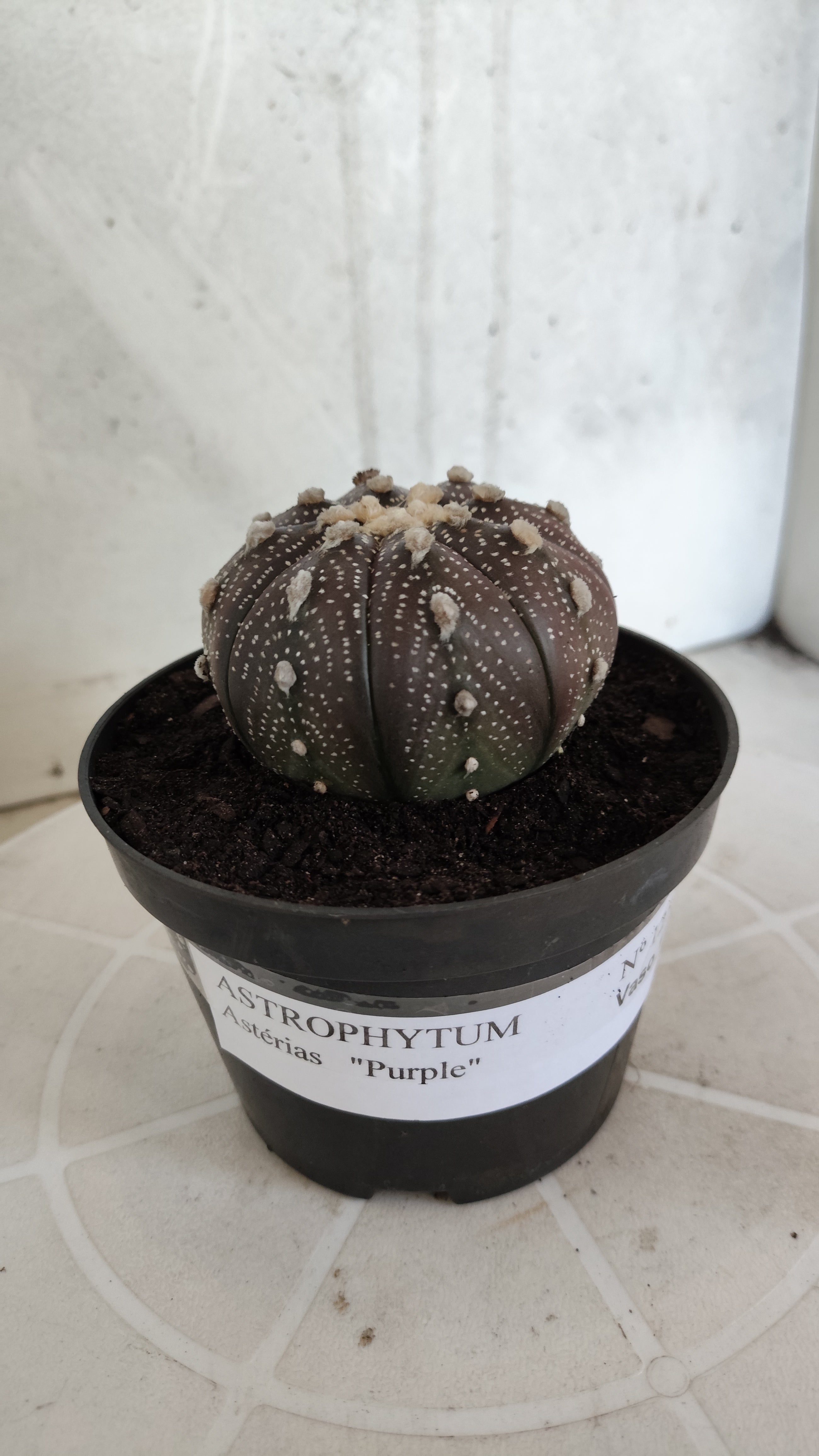 ASTROPHYTUM ASTERIAS “Purple”  Nº 1257 – vaso 11