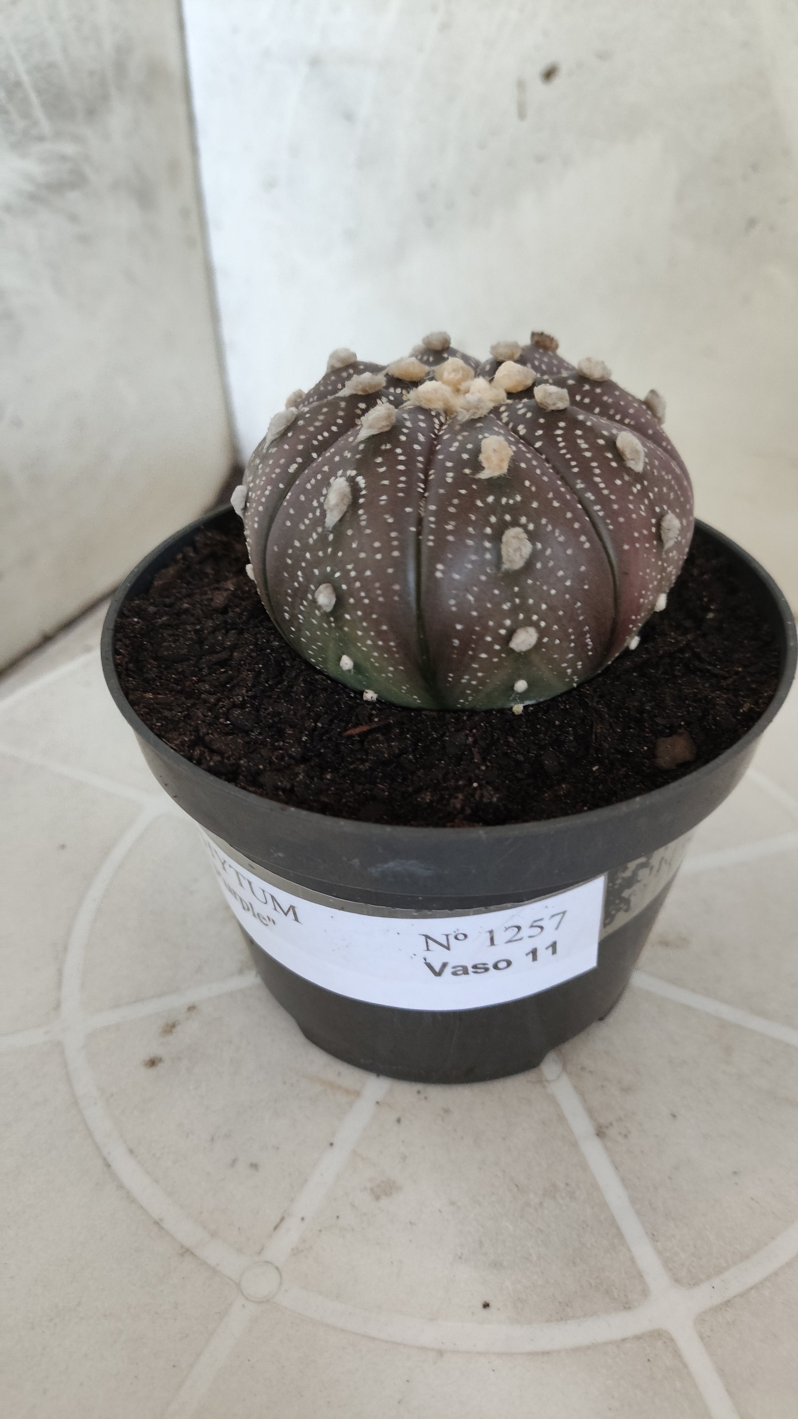 ASTROPHYTUM ASTERIAS “Purple”  Nº 1257 – vaso 11