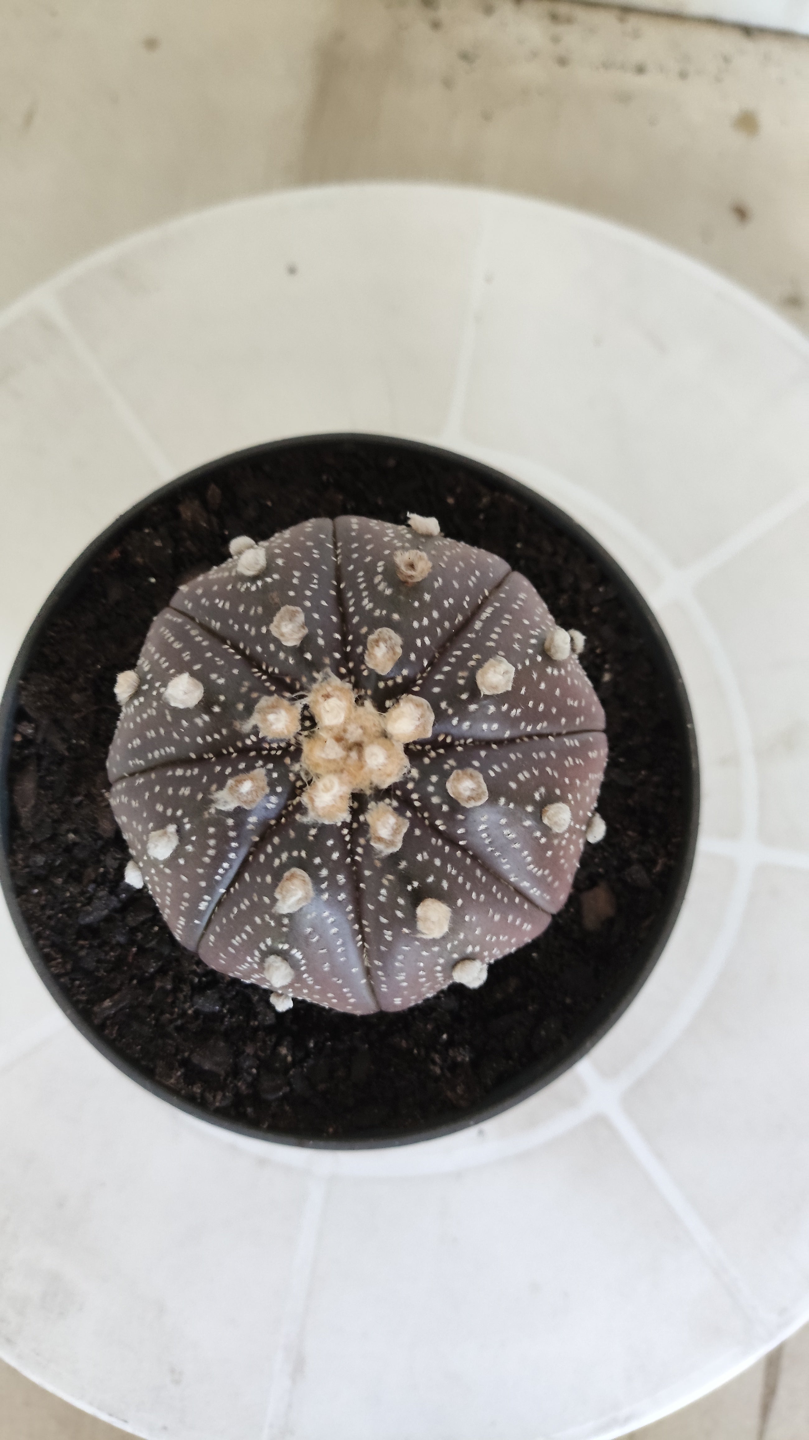 ASTROPHYTUM ASTERIAS “Purple”  Nº 1257 – vaso 11