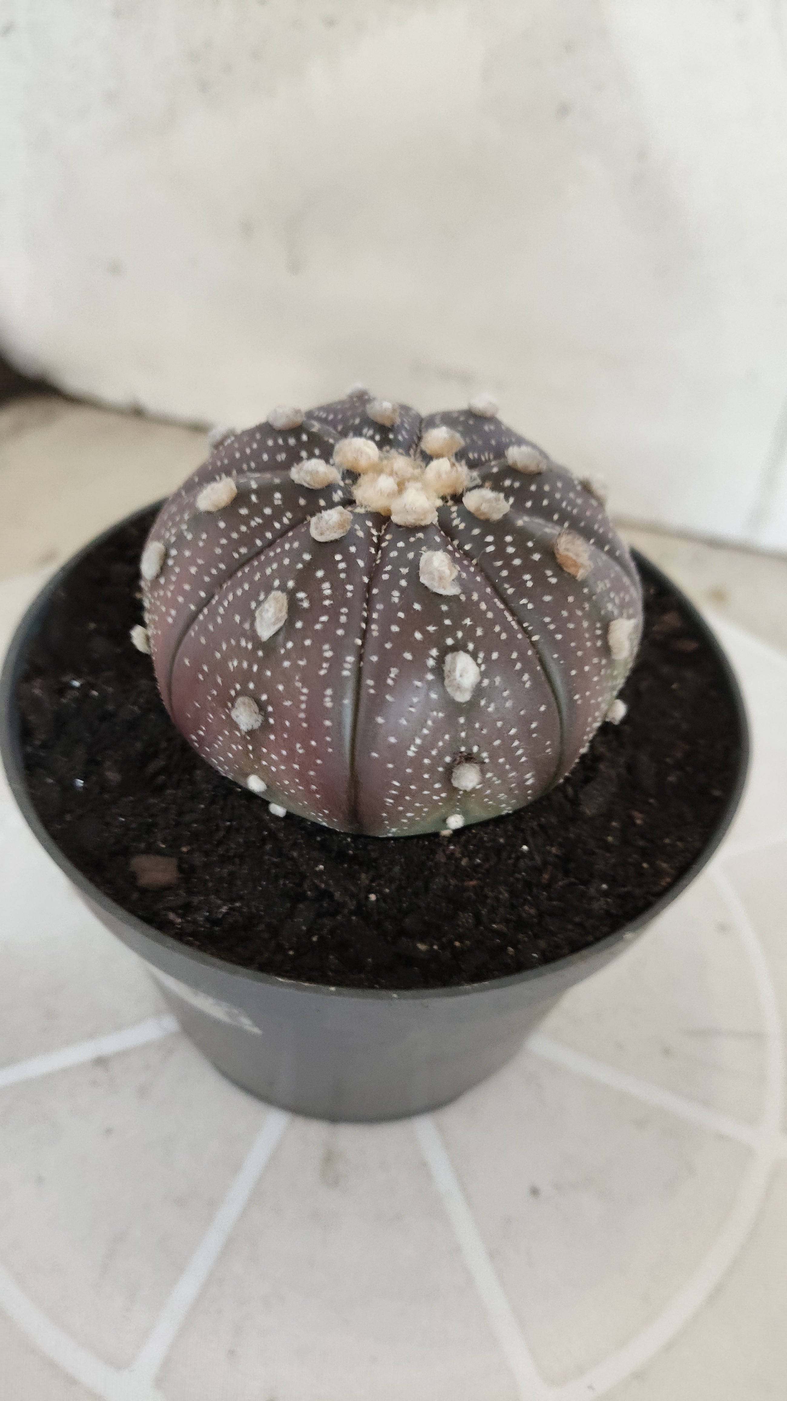 ASTROPHYTUM ASTERIAS “Purple”  Nº 1257 – vaso 11
