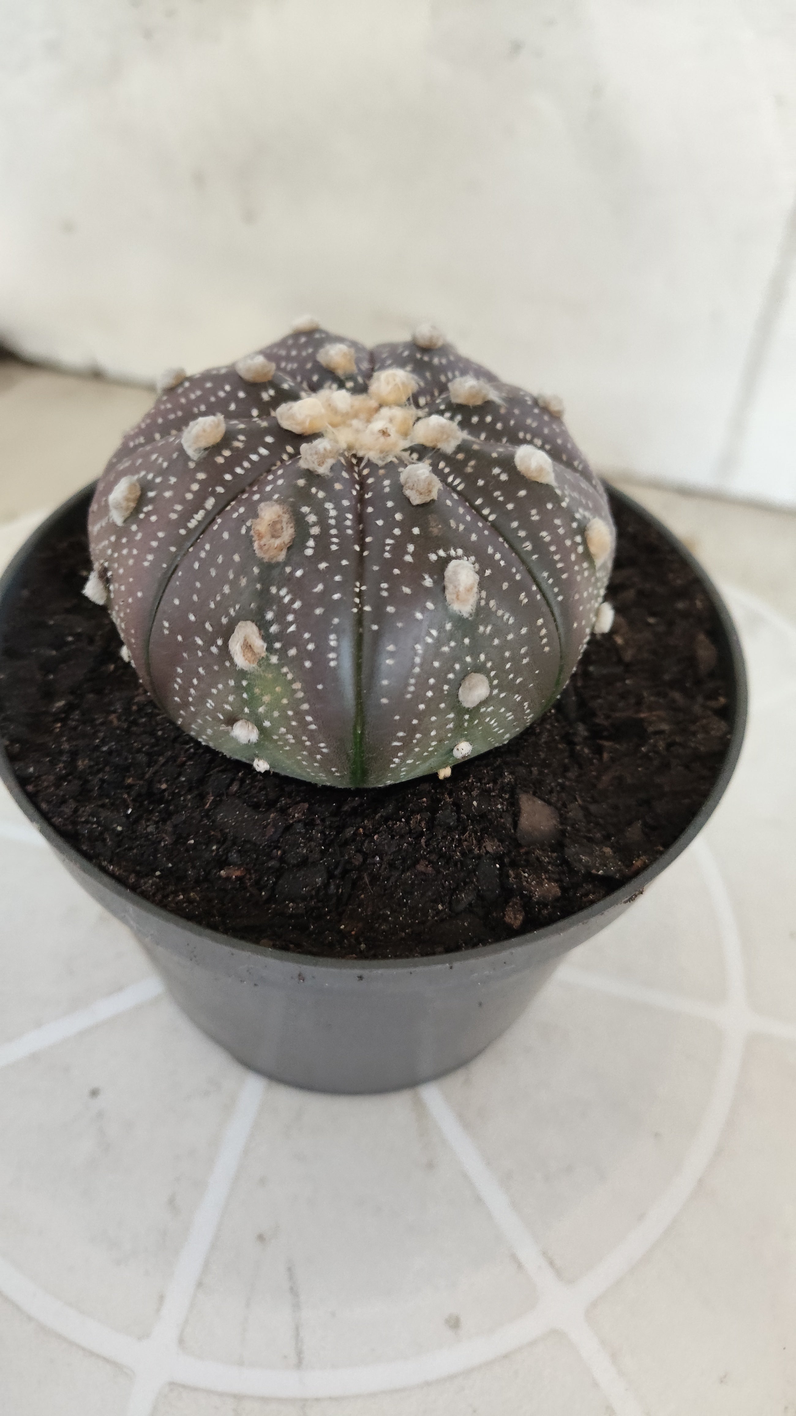 ASTROPHYTUM ASTERIAS “Purple”  Nº 1257 – vaso 11