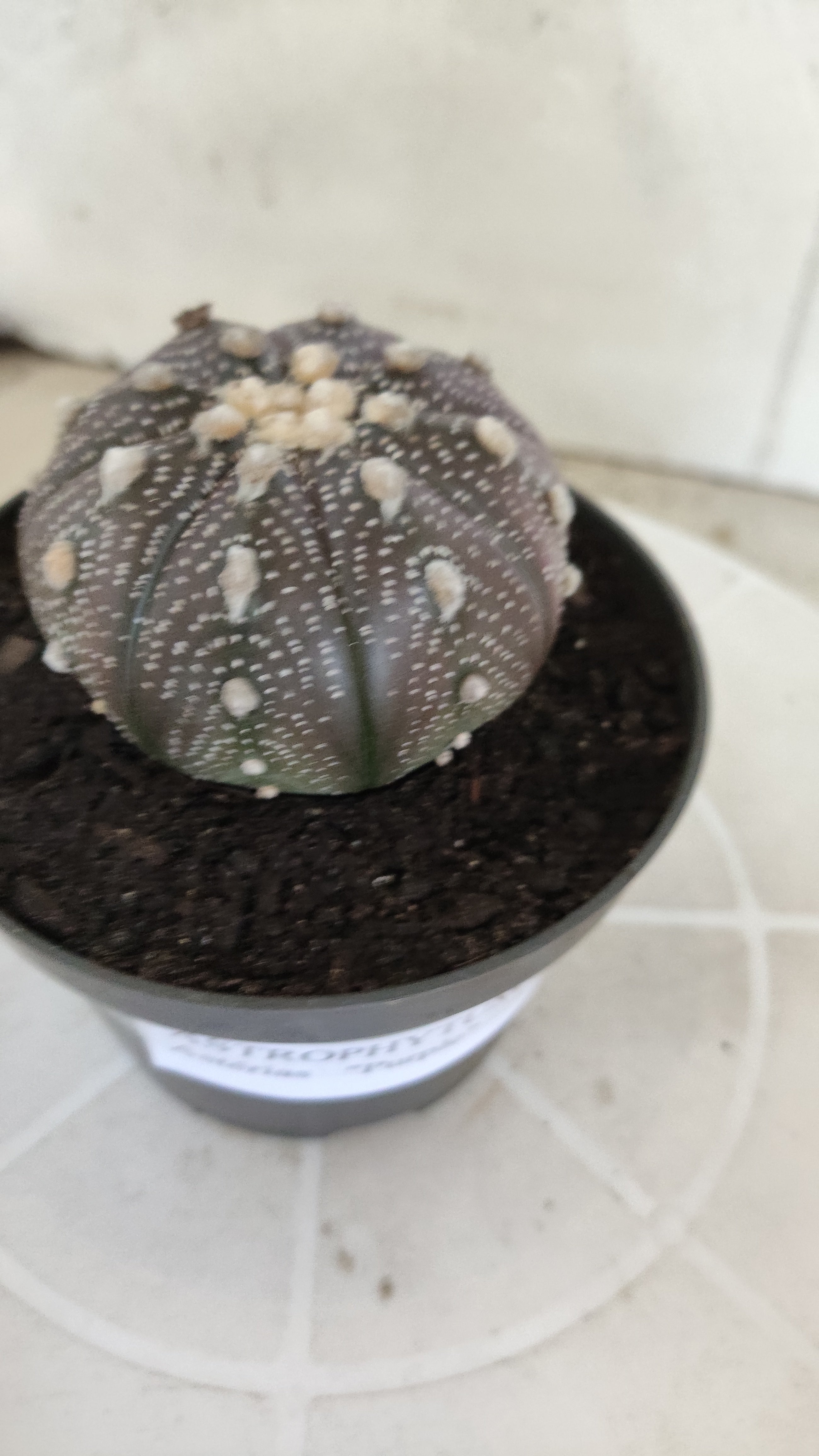 ASTROPHYTUM ASTERIAS “Purple”  Nº 1257 – vaso 11