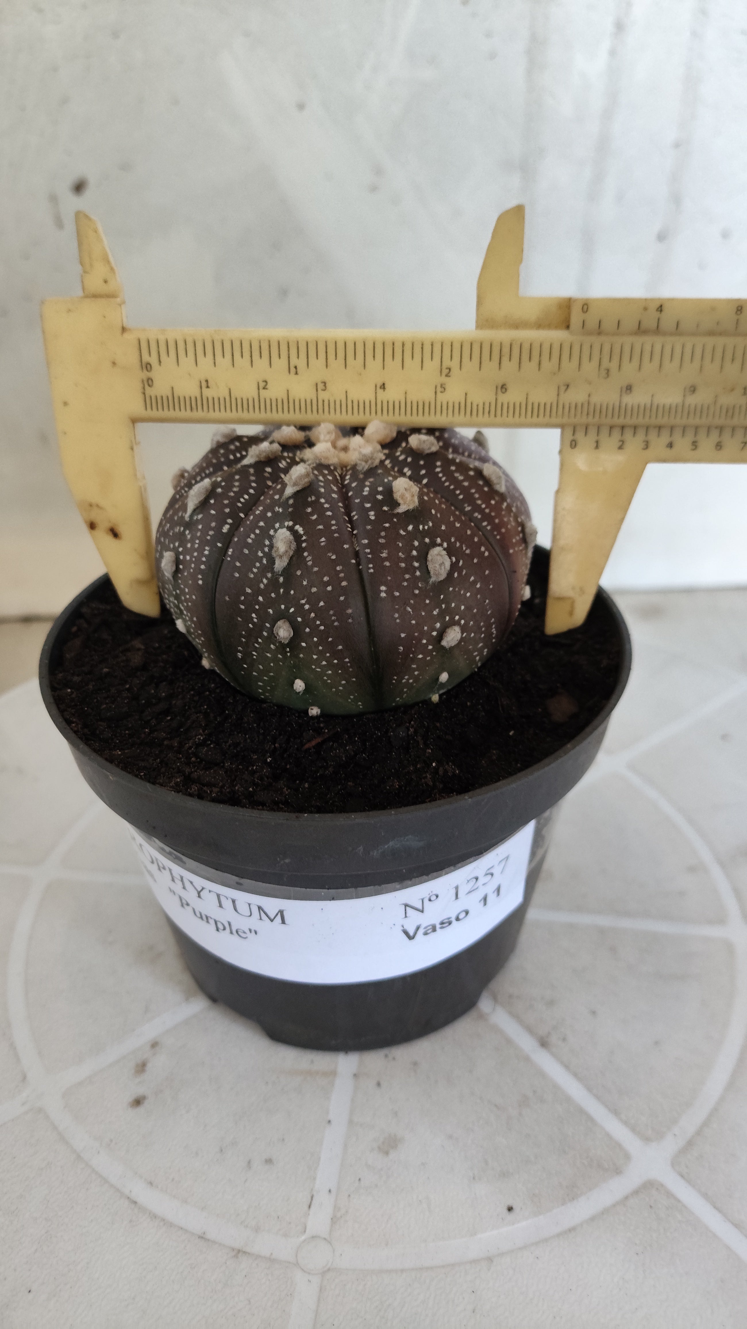 ASTROPHYTUM ASTERIAS “Purple”  Nº 1257 – vaso 11