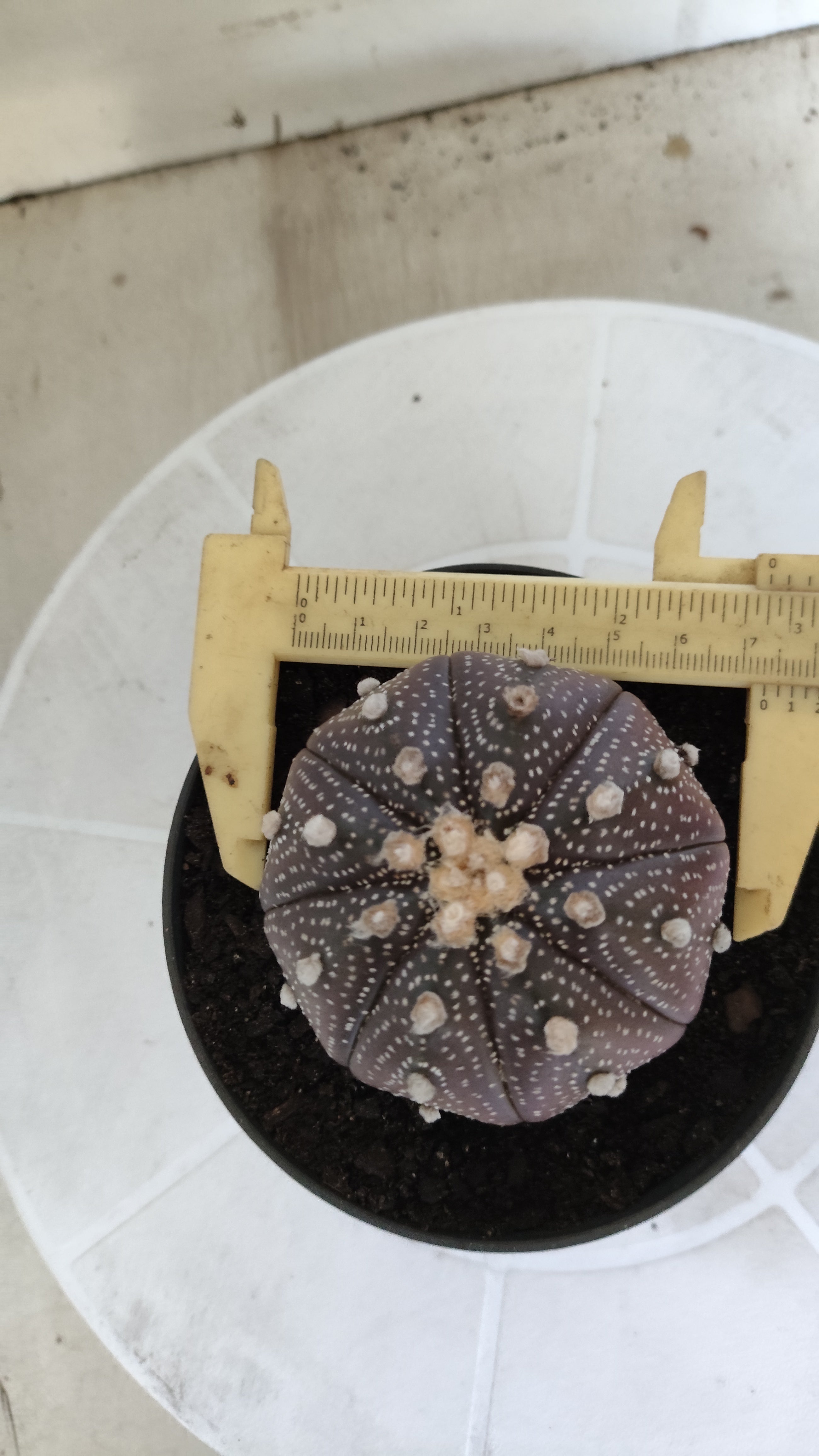 ASTROPHYTUM ASTERIAS “Purple”  Nº 1257 – vaso 11