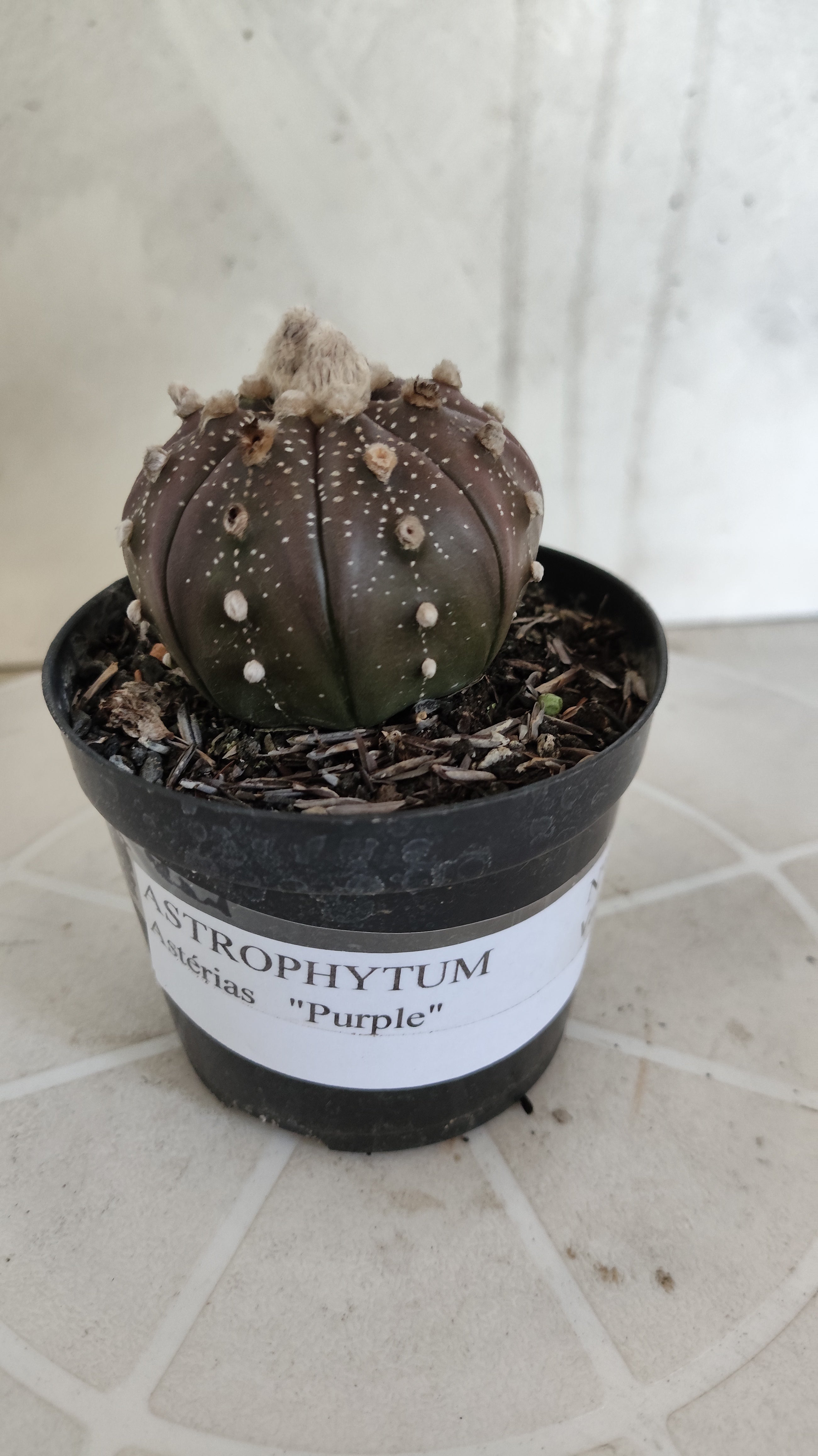 ASTROPHYTUM ASTERIAS “Purple”  Nº 1259 – vaso 09