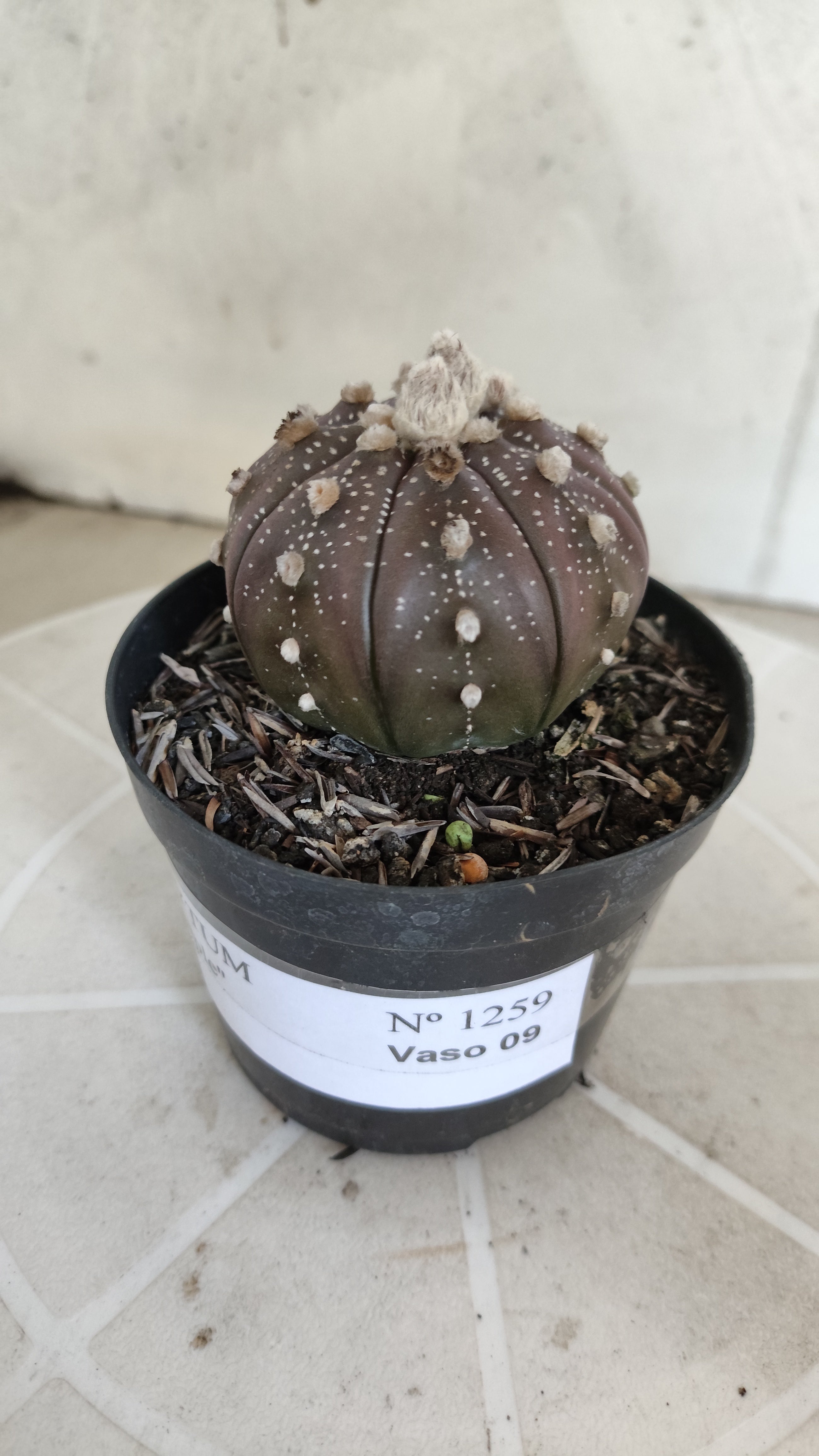 ASTROPHYTUM ASTERIAS “Purple”  Nº 1259 – vaso 09