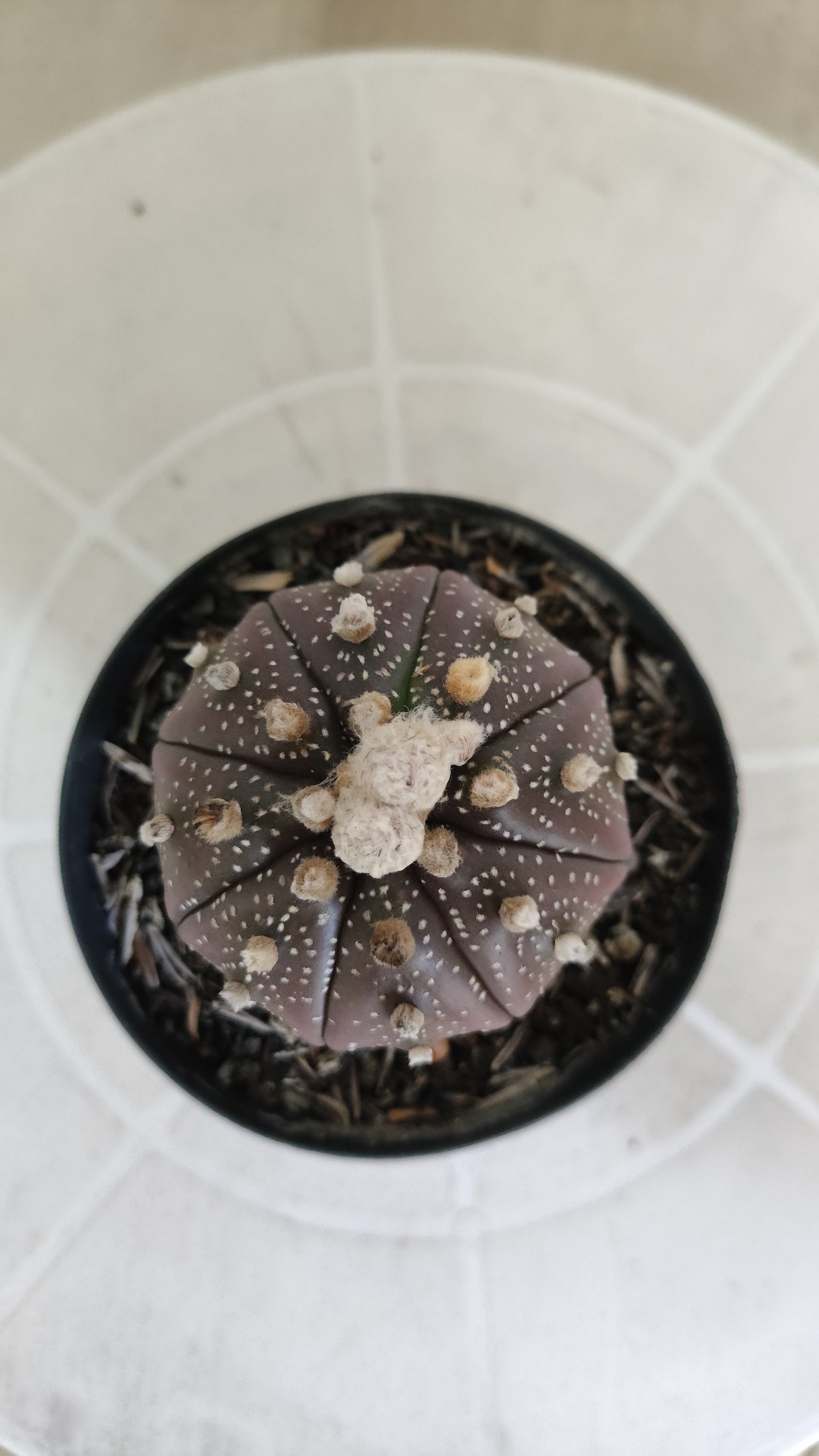 ASTROPHYTUM ASTERIAS “Purple”  Nº 1259 – vaso 09