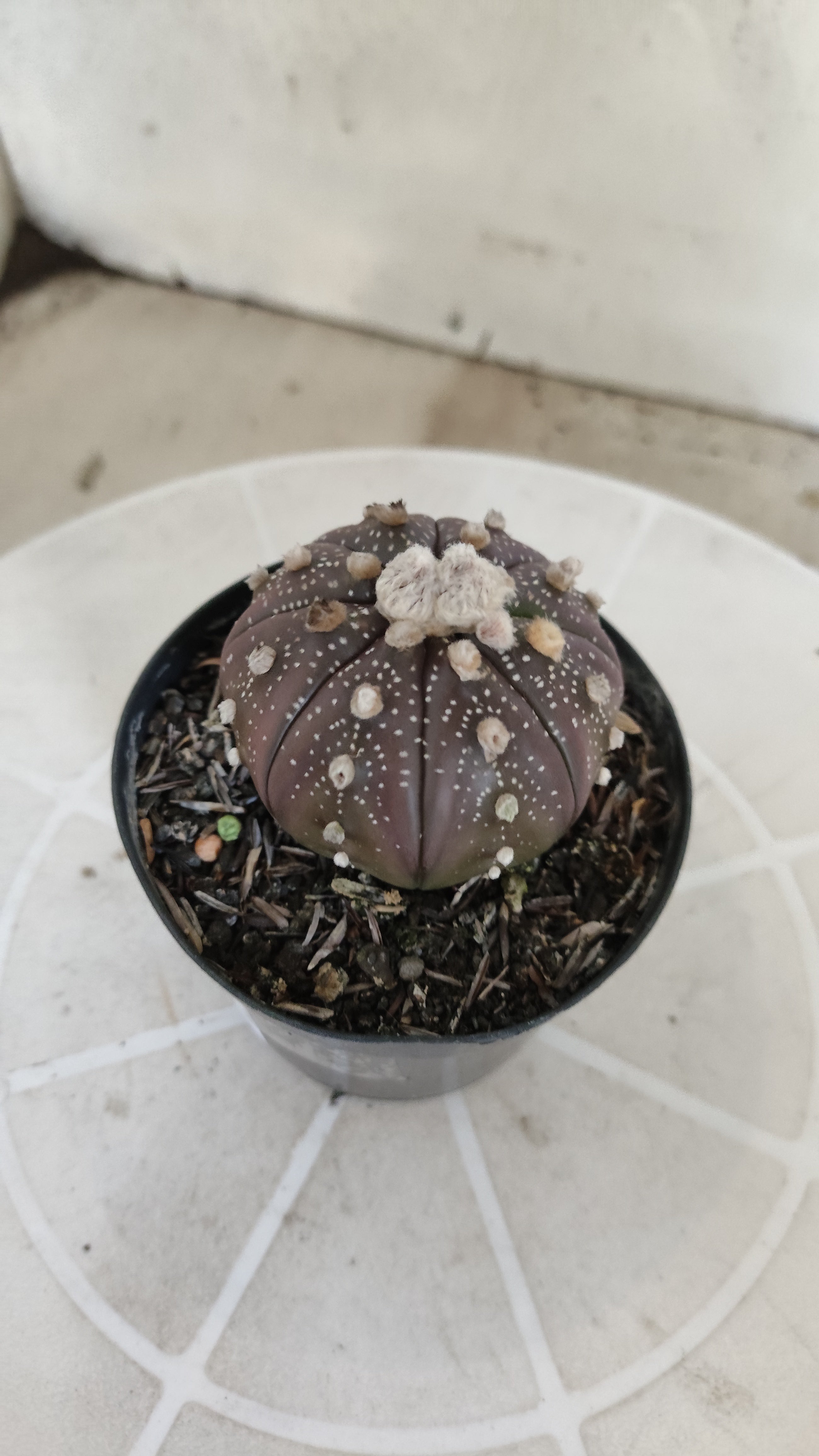 ASTROPHYTUM ASTERIAS “Purple”  Nº 1259 – vaso 09