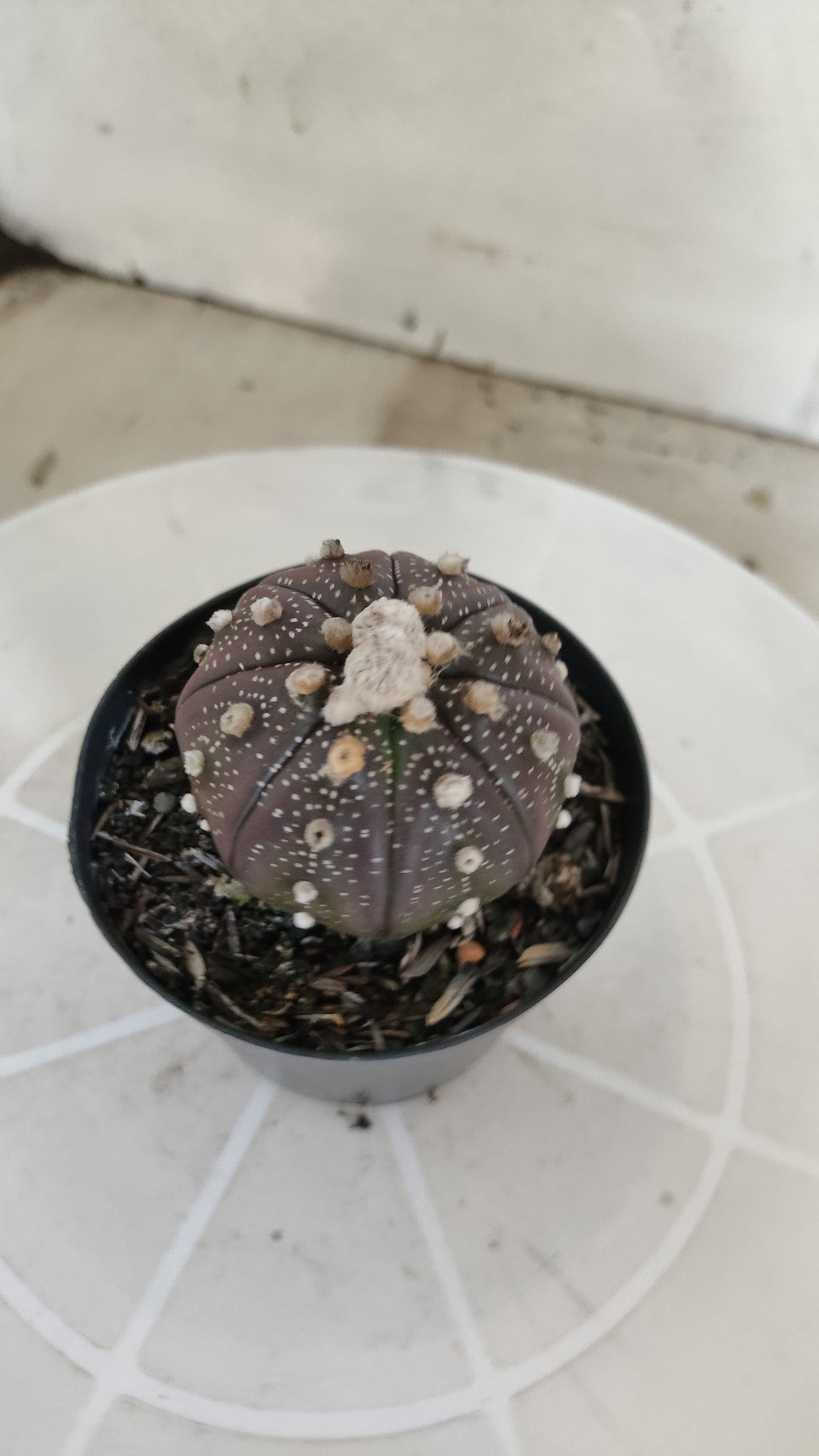 ASTROPHYTUM ASTERIAS “Purple”  Nº 1259 – vaso 09