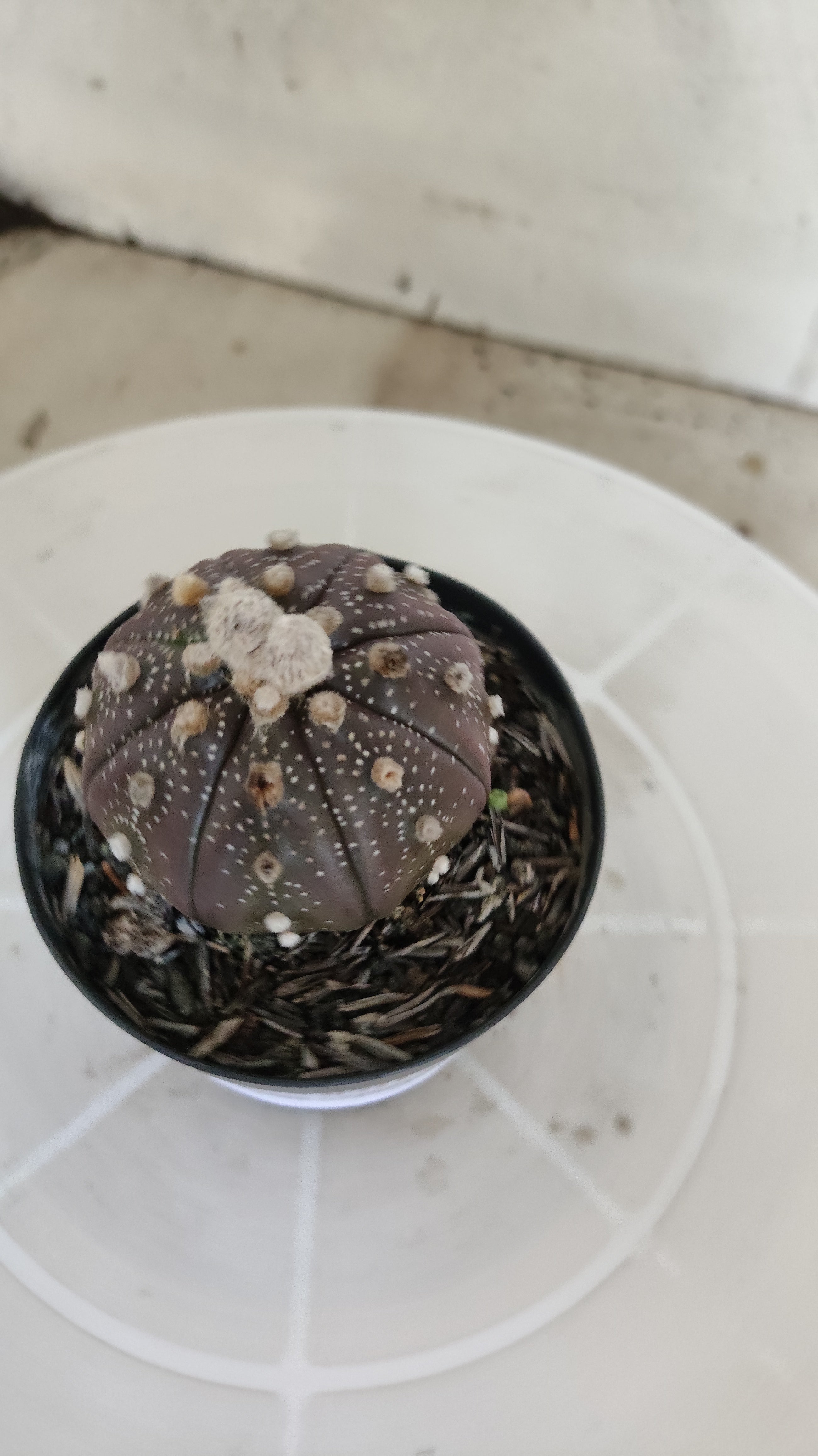 ASTROPHYTUM ASTERIAS “Purple”  Nº 1259 – vaso 09