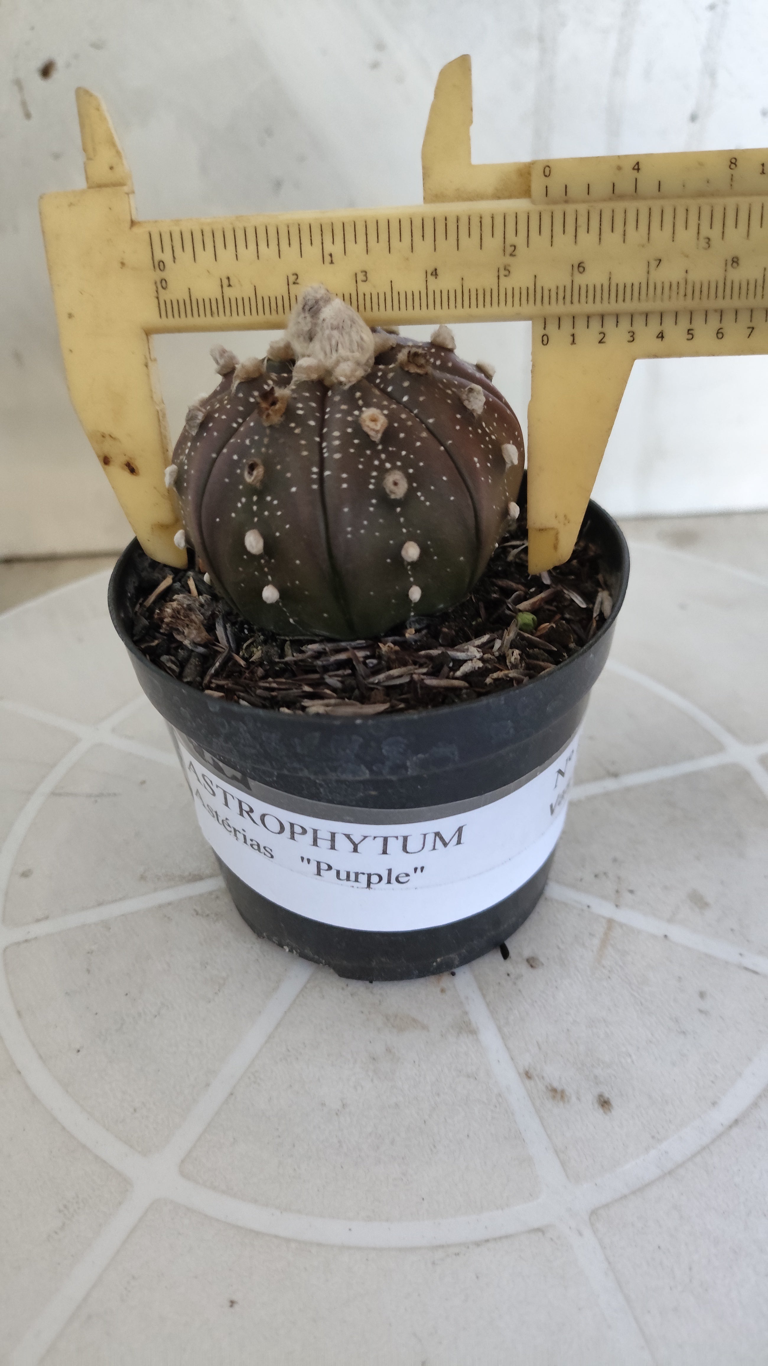 ASTROPHYTUM ASTERIAS “Purple”  Nº 1259 – vaso 09