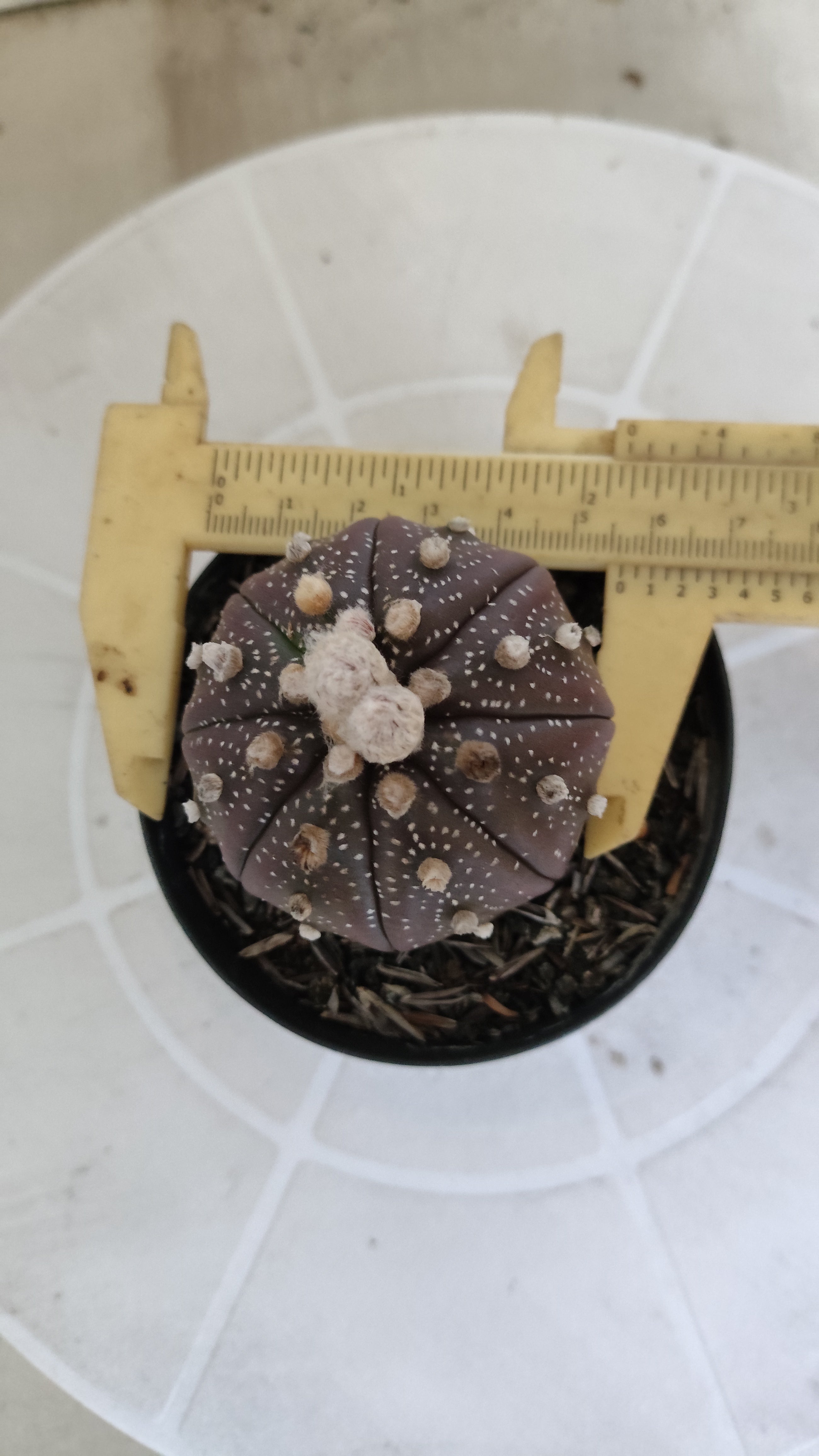 ASTROPHYTUM ASTERIAS “Purple”  Nº 1259 – vaso 09