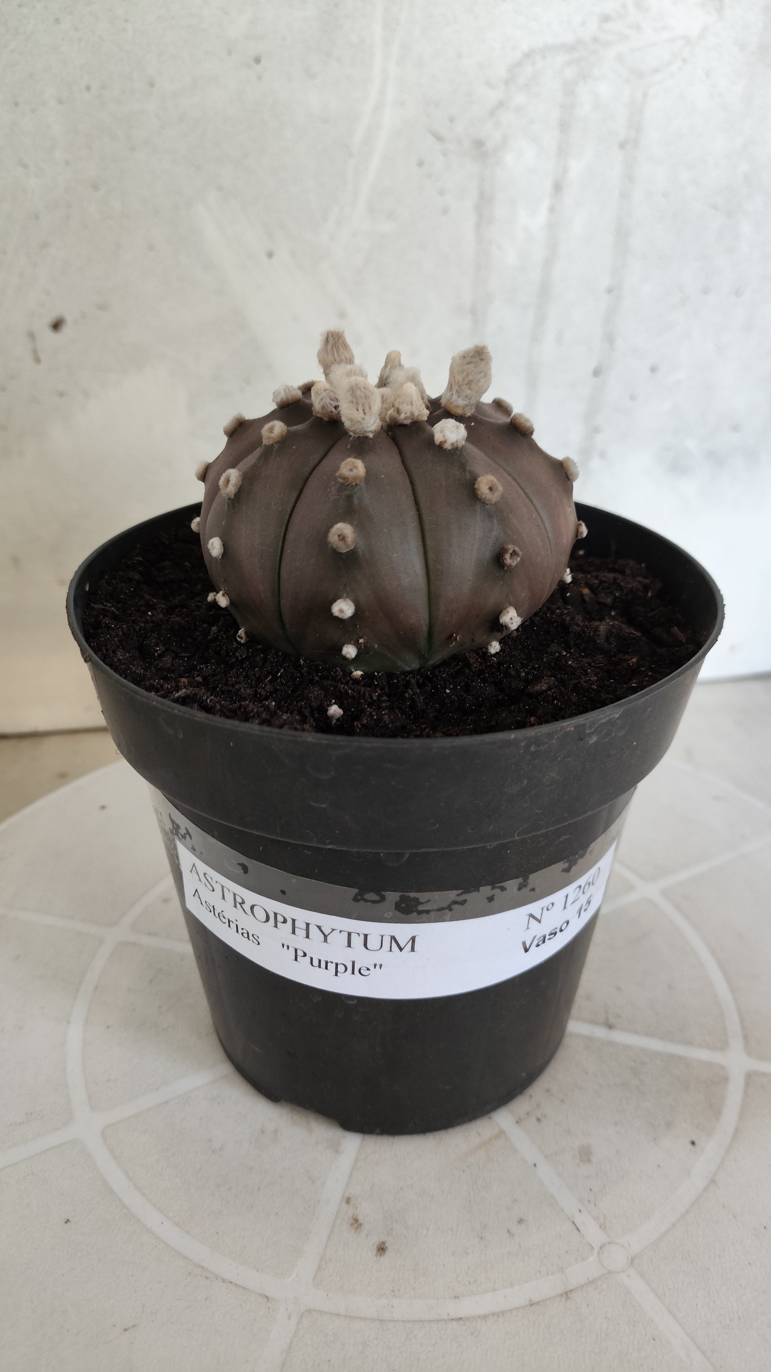 ASTROPHYTUM ASTERIAS “Purple”  Nº 1260 – vaso 15