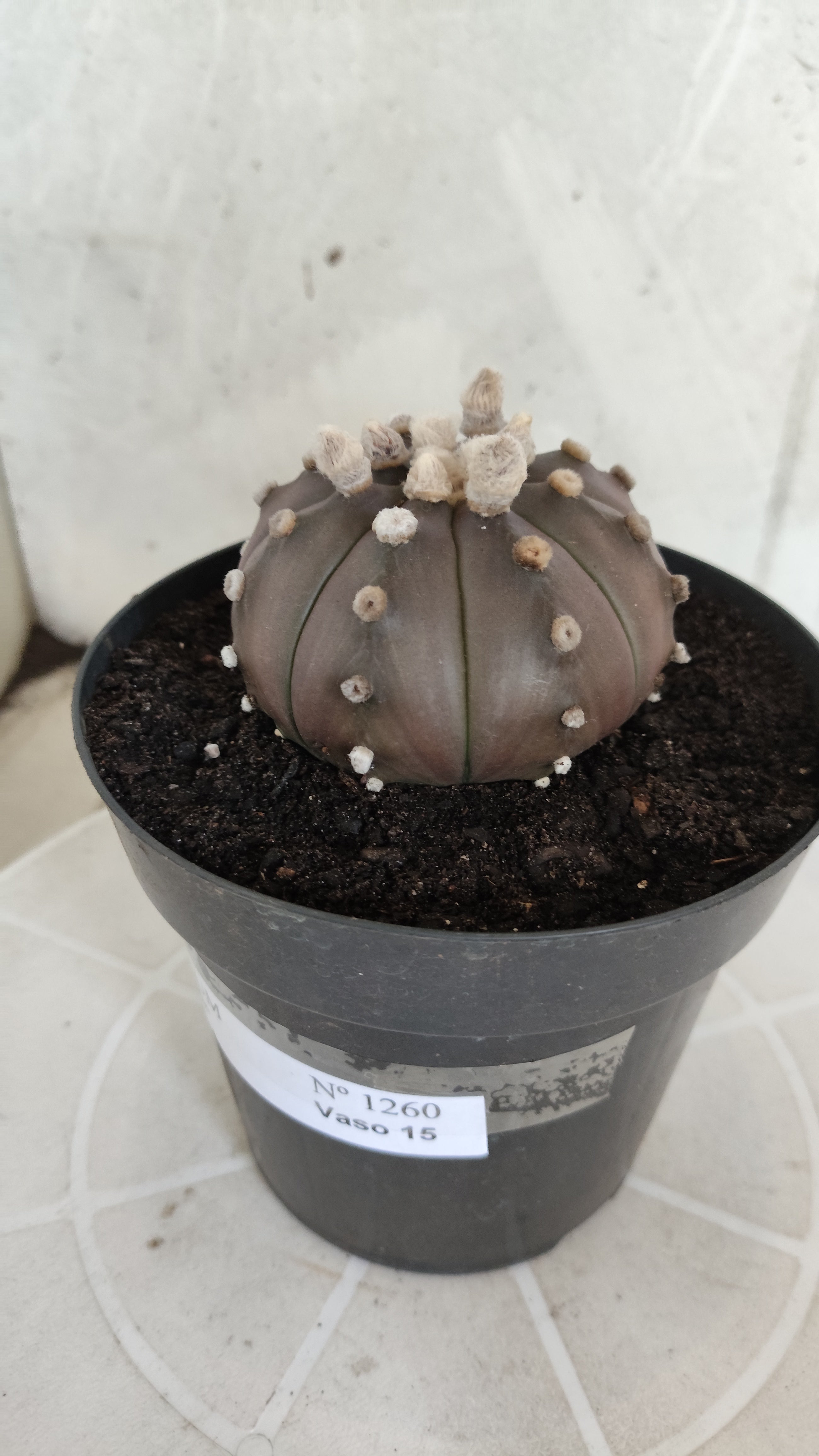 ASTROPHYTUM ASTERIAS “Purple”  Nº 1260 – vaso 15