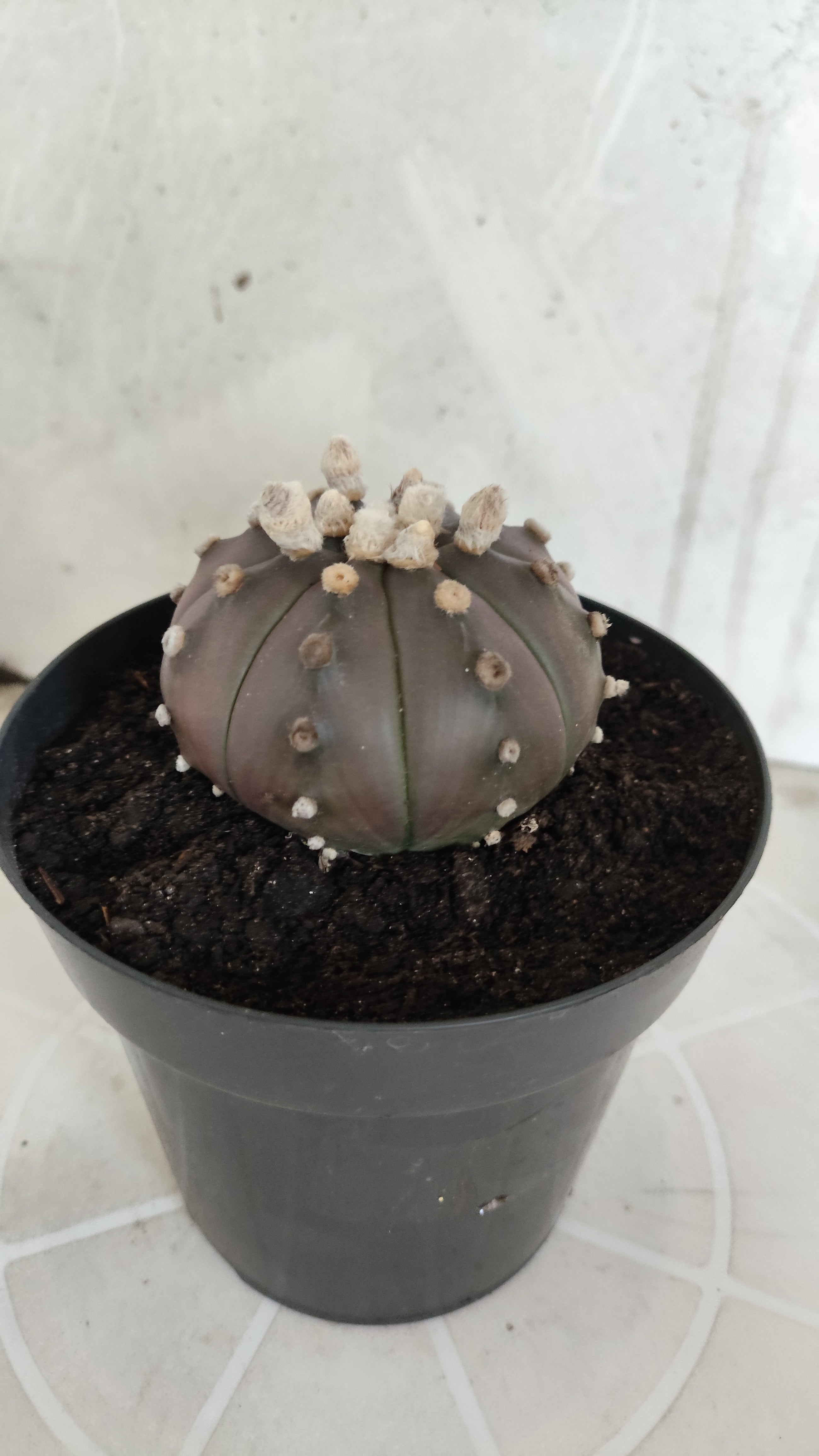 ASTROPHYTUM ASTERIAS “Purple”  Nº 1260 – vaso 15