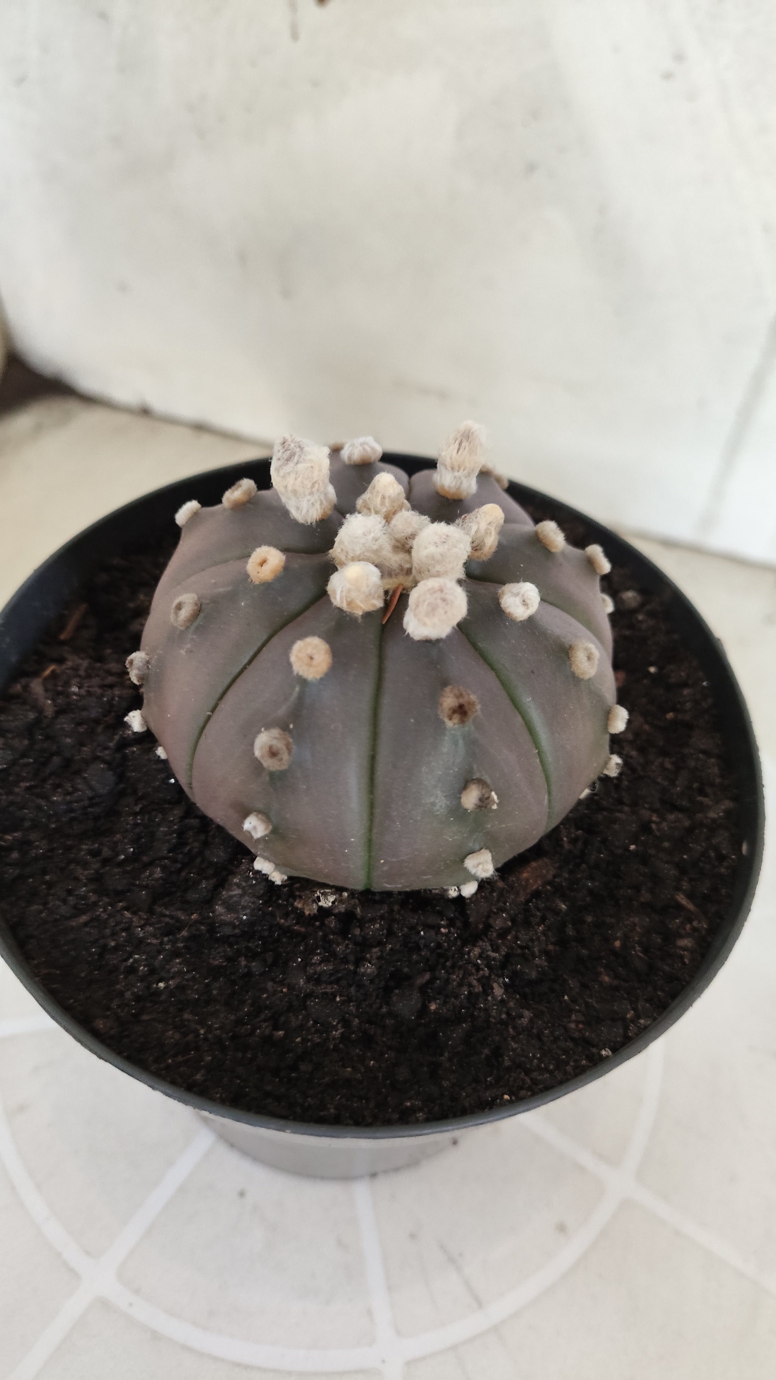 ASTROPHYTUM ASTERIAS “Purple”  Nº 1260 – vaso 15